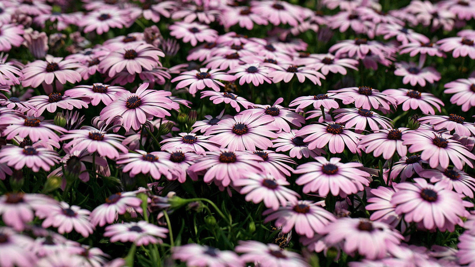 美麗的鮮花 萬壽菊壁紙 #9 - 1920x1080