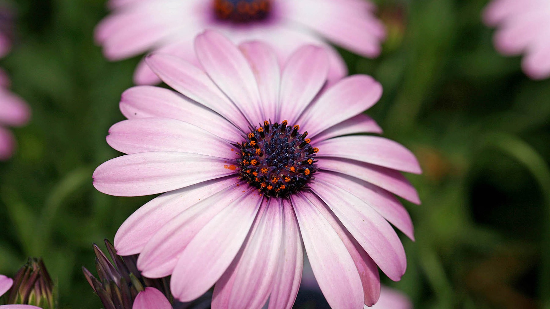 Hermosas flores de caléndula fondos de pantalla #12 - 1920x1080