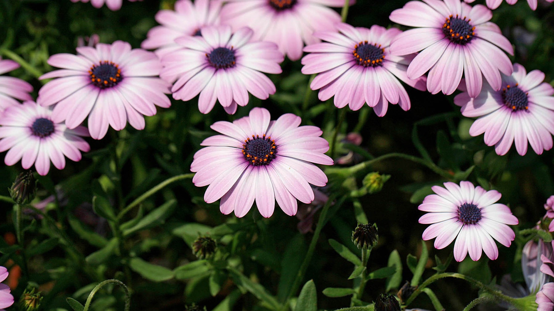 Hermosas flores de caléndula fondos de pantalla #15 - 1920x1080