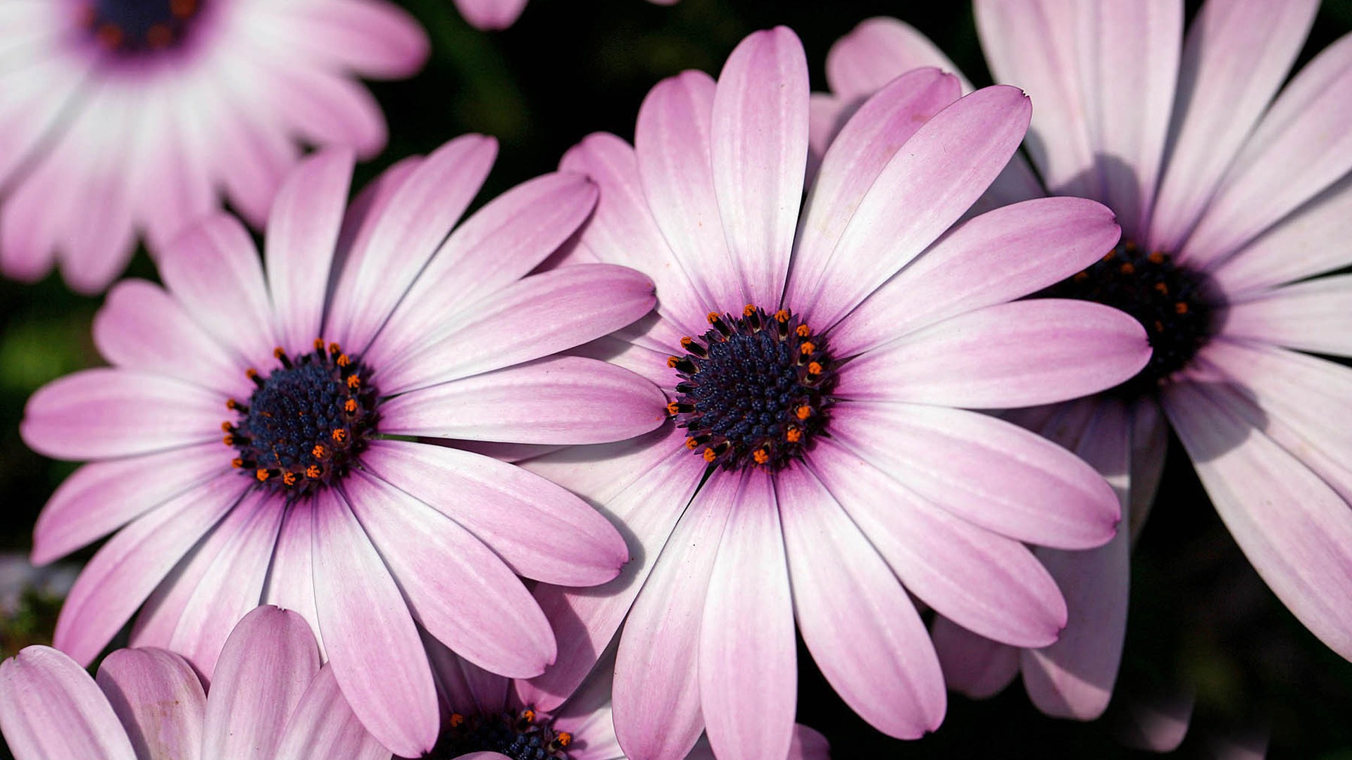 Hermosas flores de caléndula fondos de pantalla #19 - 1920x1080