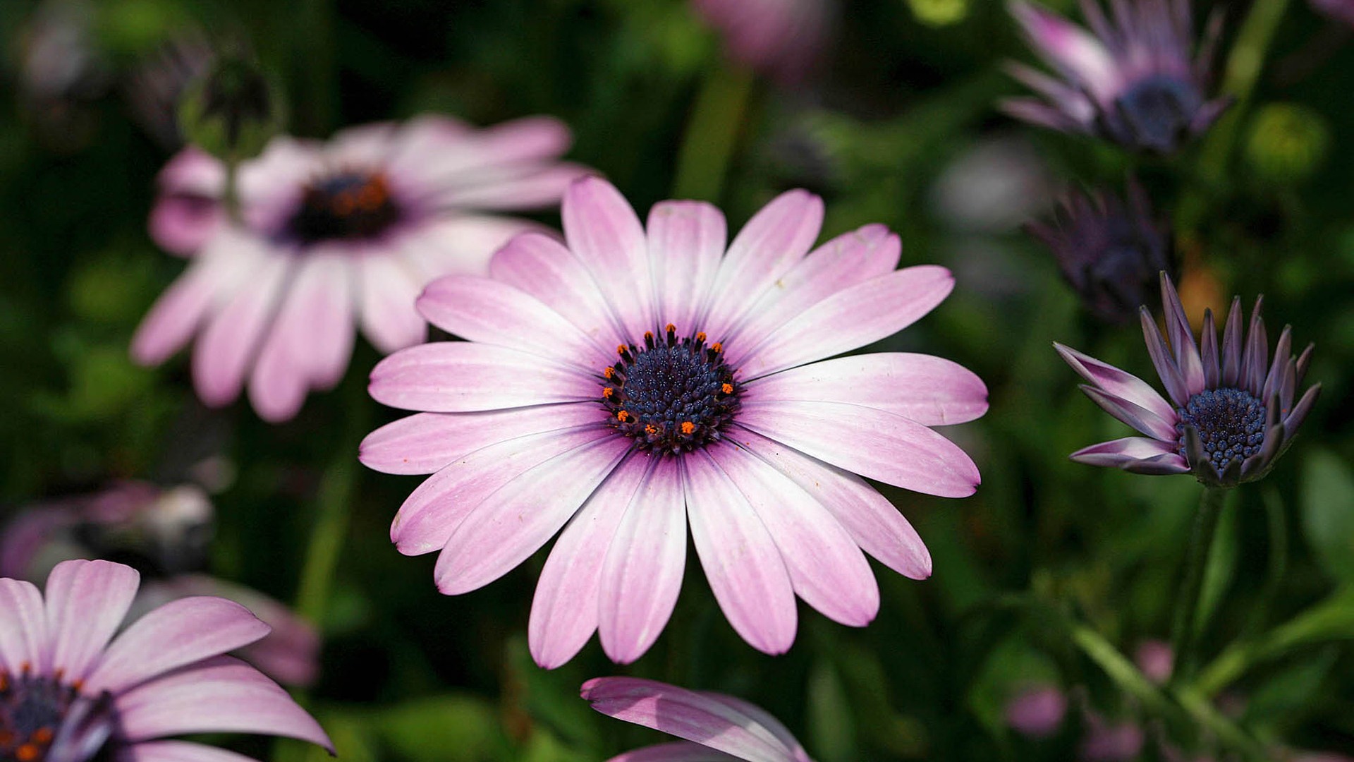 Hermosas flores de caléndula fondos de pantalla #21 - 1920x1080