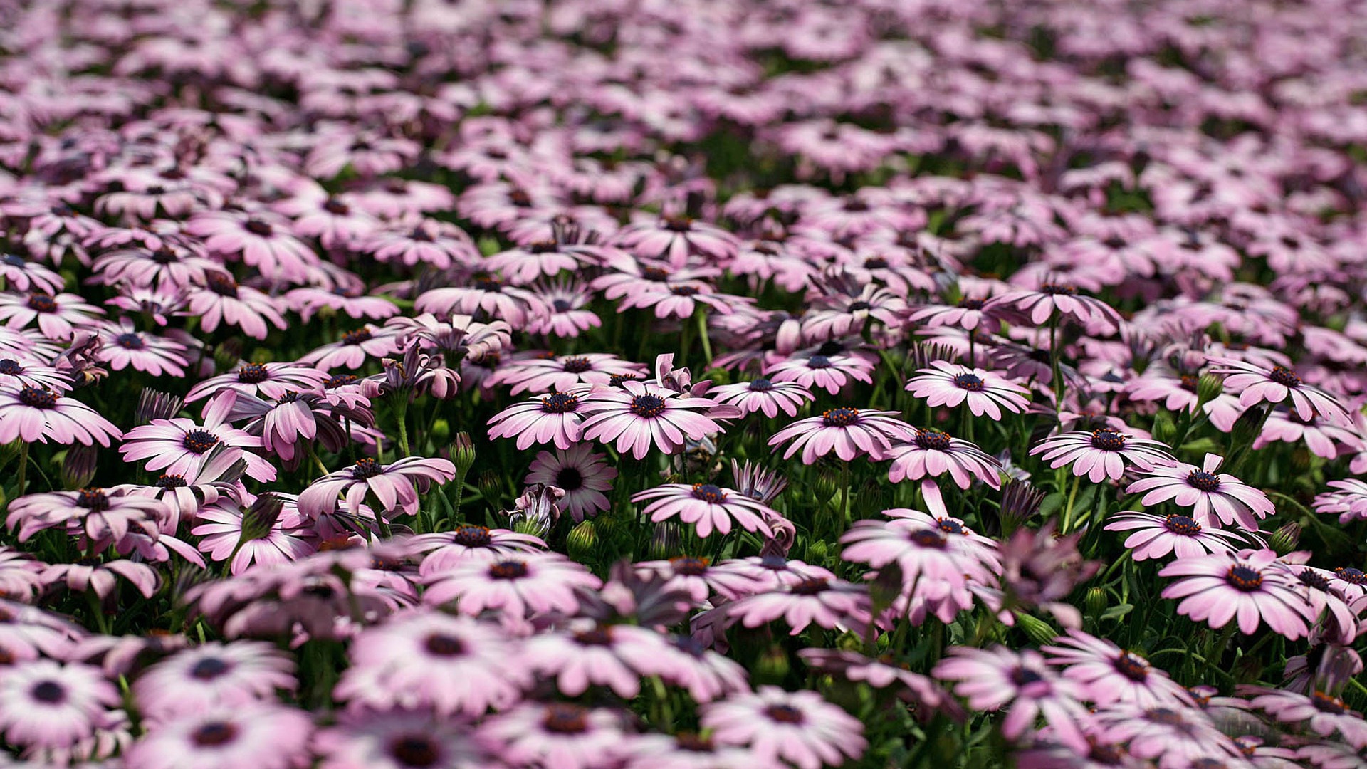 Hermosas flores de caléndula fondos de pantalla #23 - 1920x1080