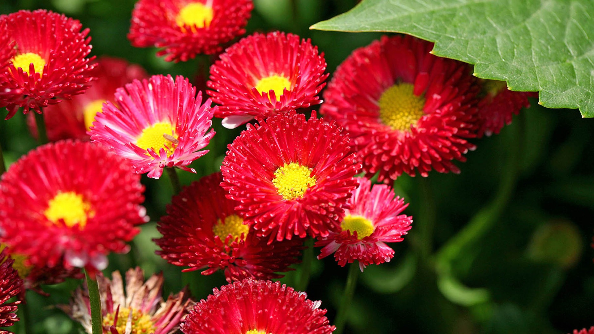 雏菊鲜花特写 高清壁纸2 - 1920x1080