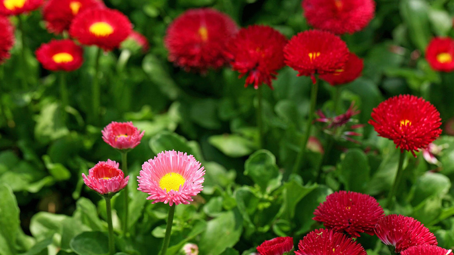 Daisies flowers close-up HD wallpapers #5 - 1920x1080