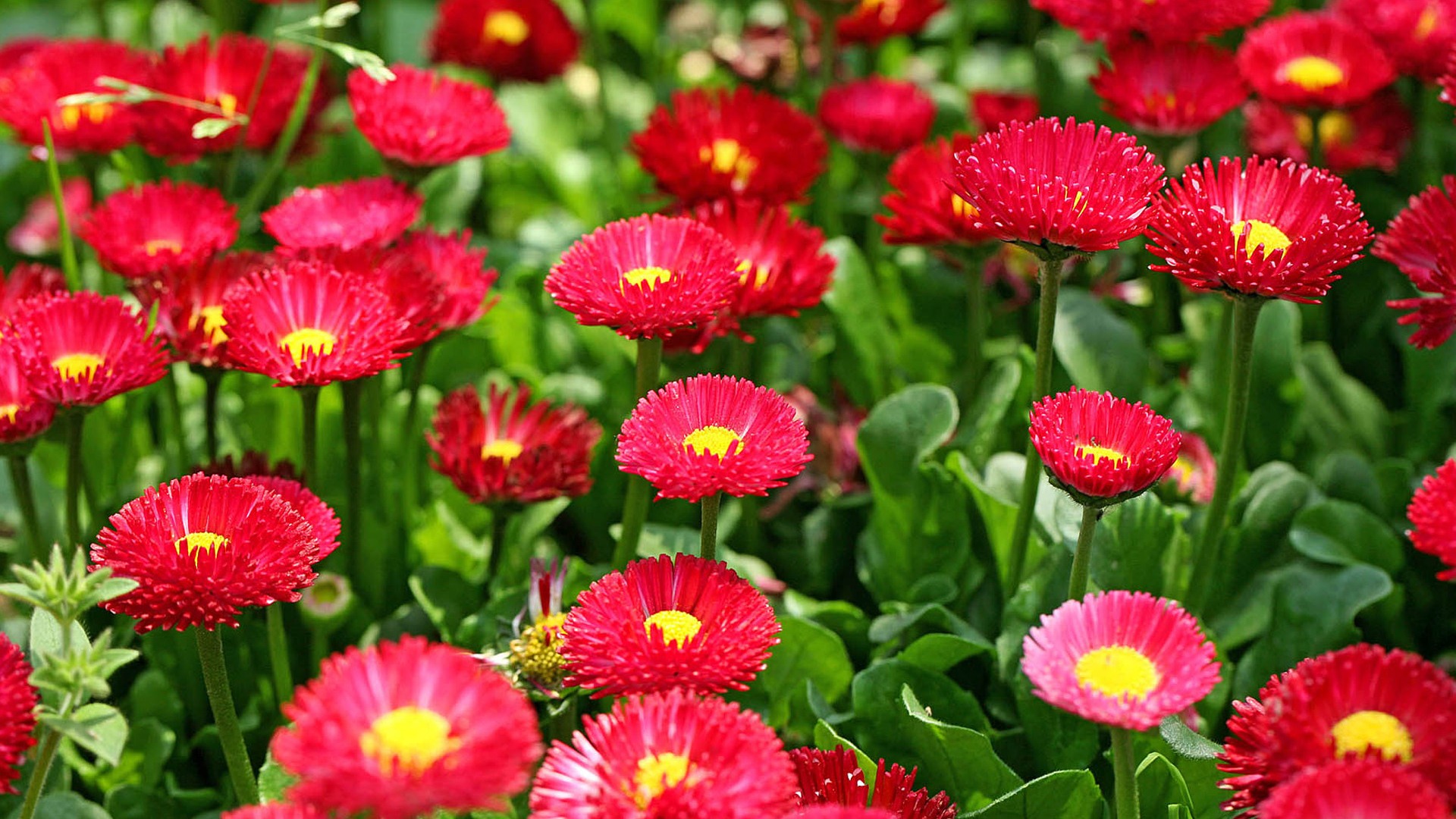 Daisies flowers close-up HD wallpapers #7 - 1920x1080