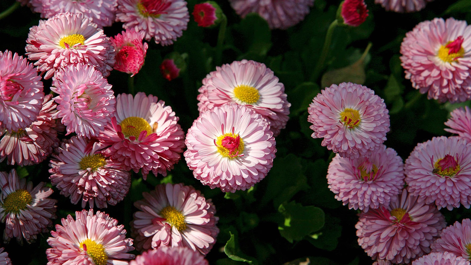 Daisies flowers close-up HD wallpapers #16 - 1920x1080