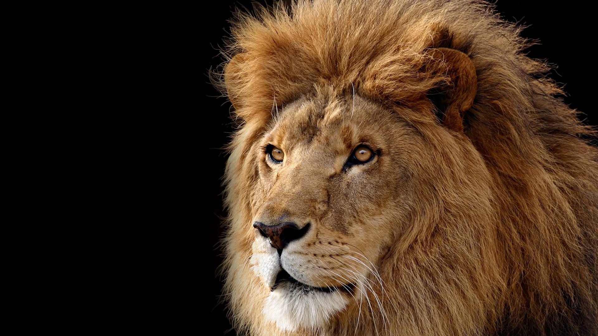 Mac OS X the Lion Apple systems official HD wallpapers #14 - 1920x1080