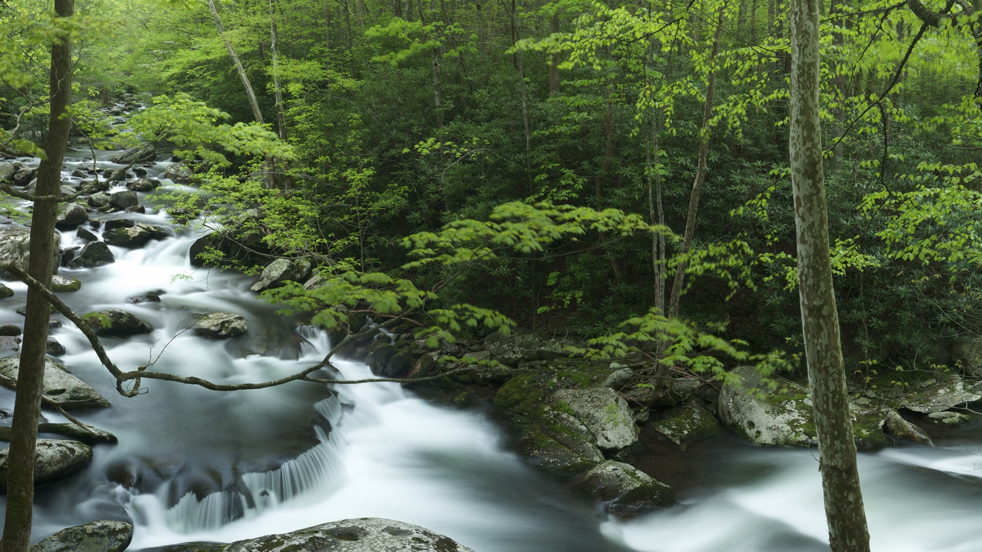 Windows 8 官方全景主题壁纸，海浪，森林，雄伟高山8 - 1920x1080