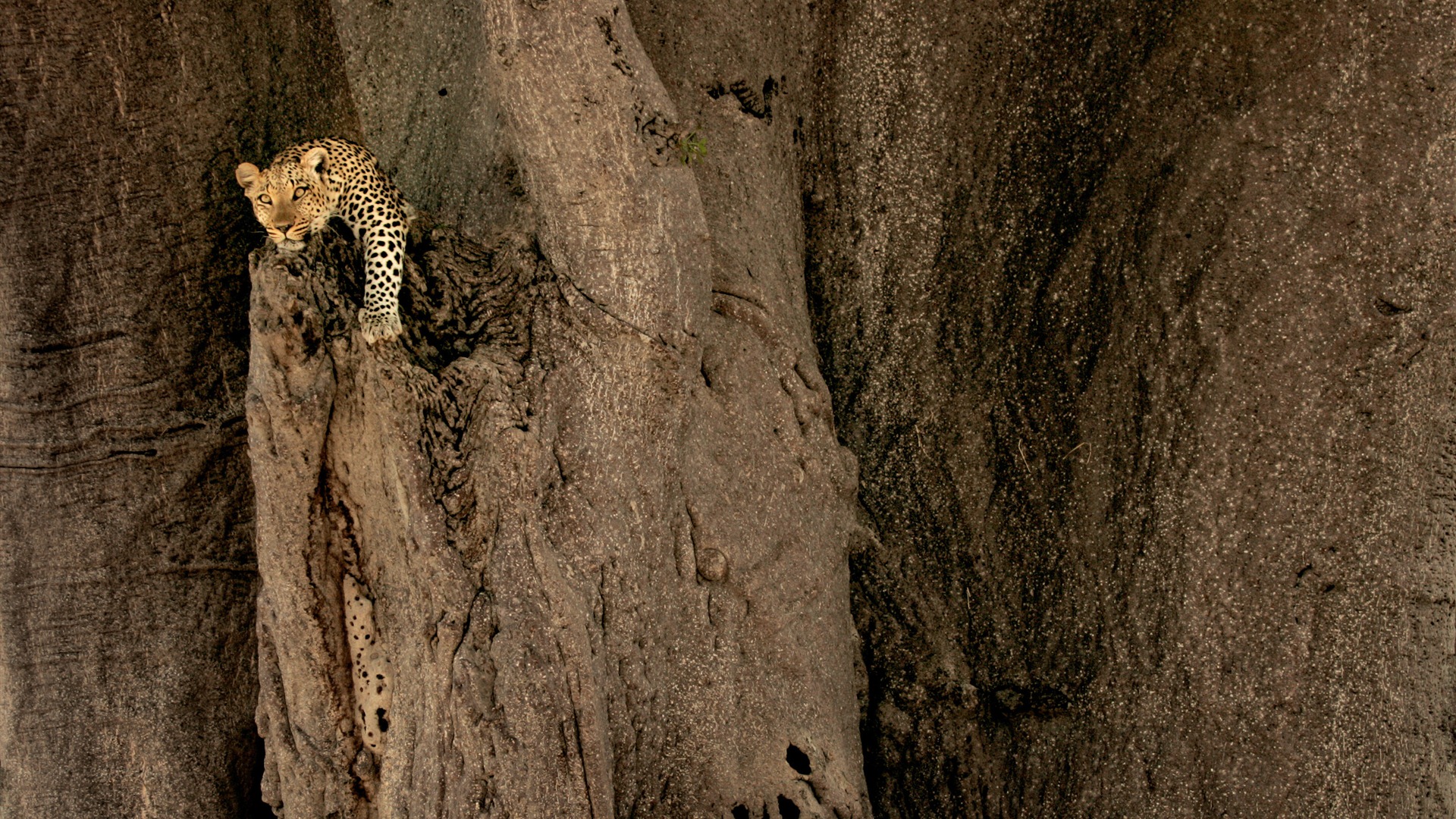 Mac OS X Mountain Lion 蘋果山獅系統隱藏的高清壁紙 #21 - 1920x1080
