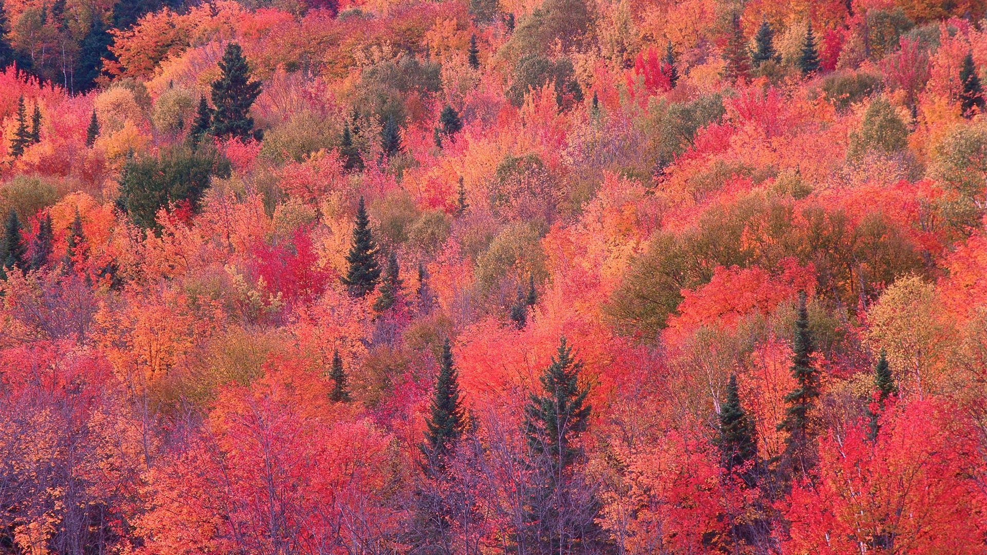 Mac OS X Mountain Lion 蘋果山獅系統隱藏的高清壁紙 #30 - 1920x1080