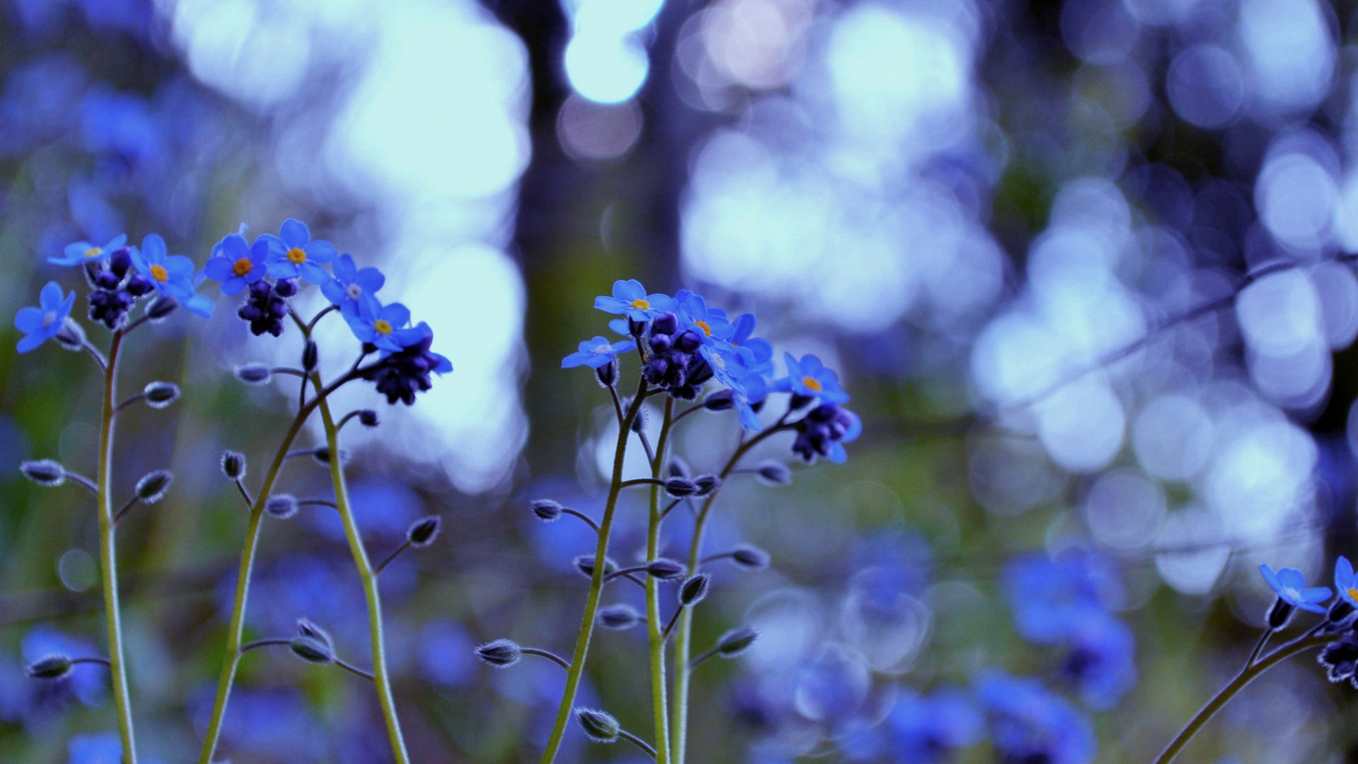 Small and beautiful forget-me-flowers HD wallpaper #4 - 1920x1080