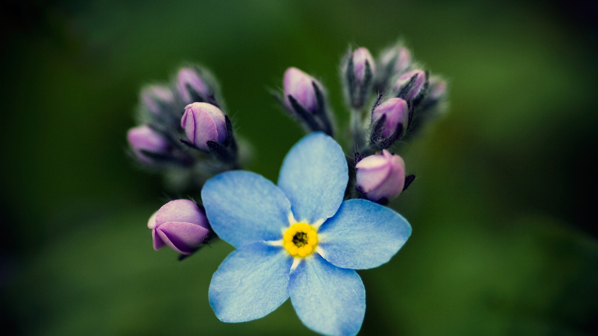 Small and beautiful forget-me-flowers HD wallpaper #10 - 1920x1080
