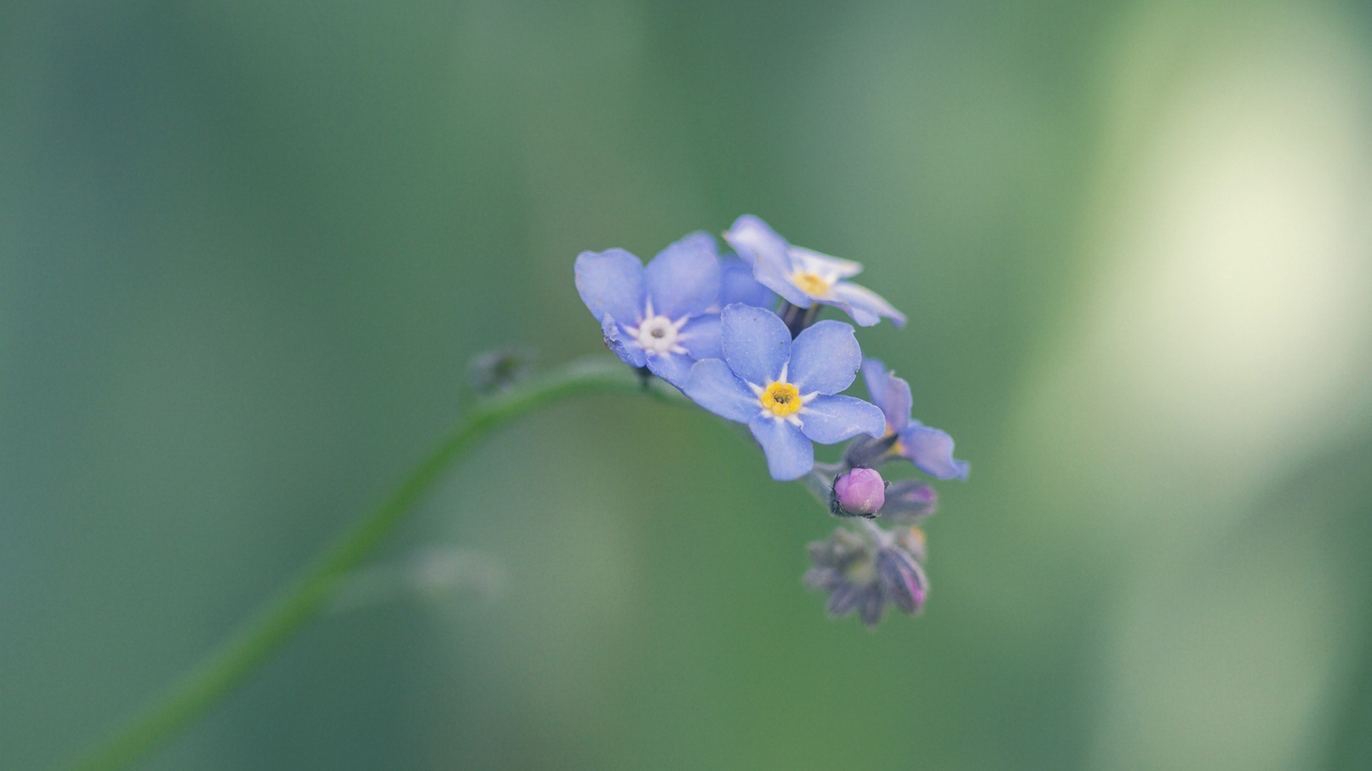 Malé a krásné forget-me-květiny HD tapetu #17 - 1920x1080