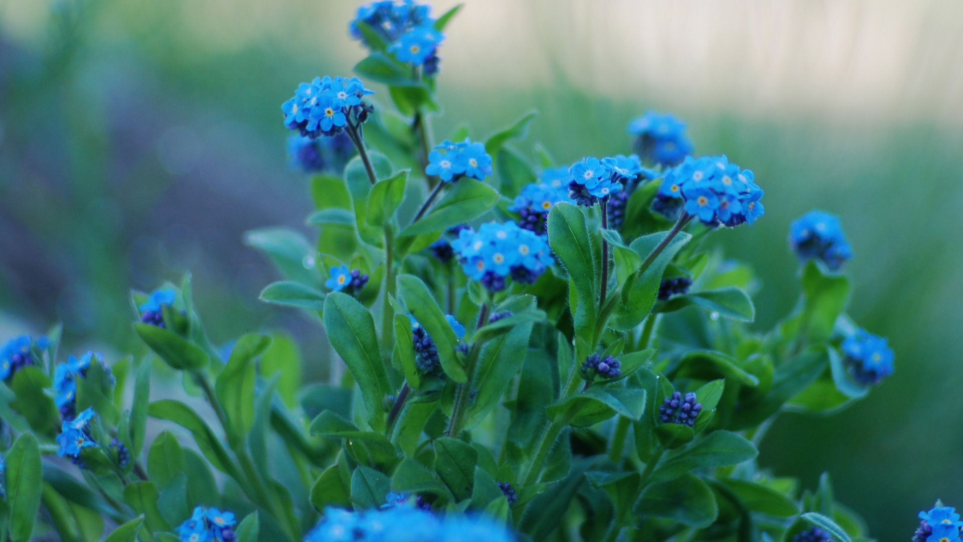 Small and beautiful forget-me-flowers HD wallpaper #20 - 1920x1080