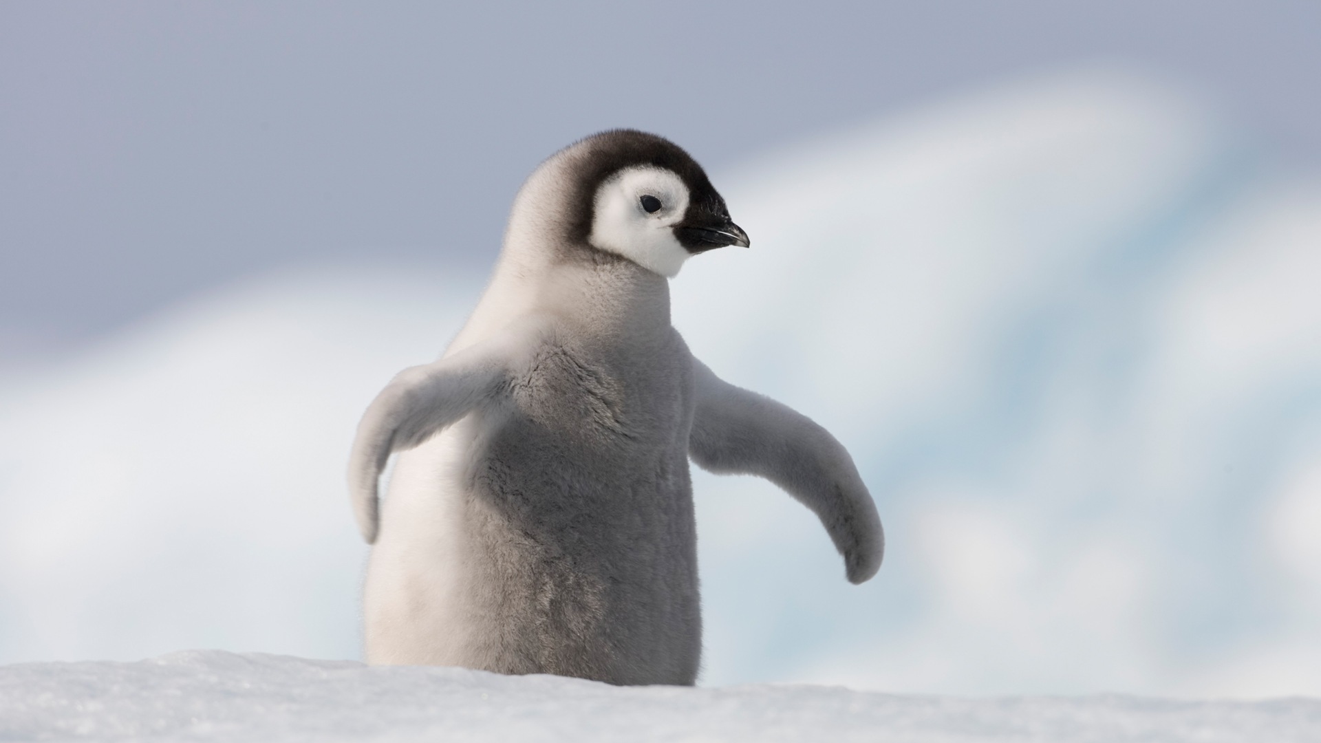Fonds d'écran Windows 8: l'Antarctique, des paysages de neige, pingouins en Antarctique #8 - 1920x1080