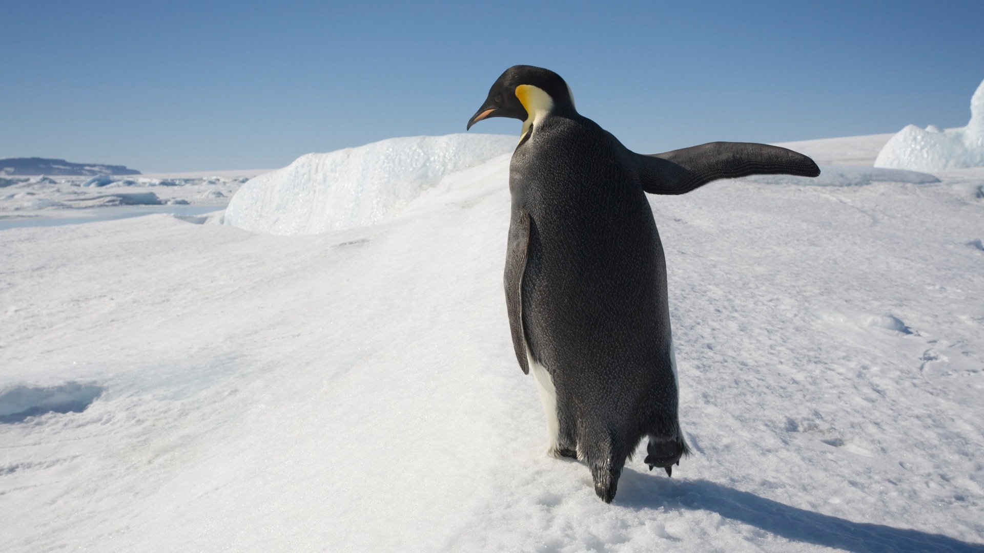 Windows 8 壁紙：南極洲，冰雪風景，南極企鵝 #10 - 1920x1080