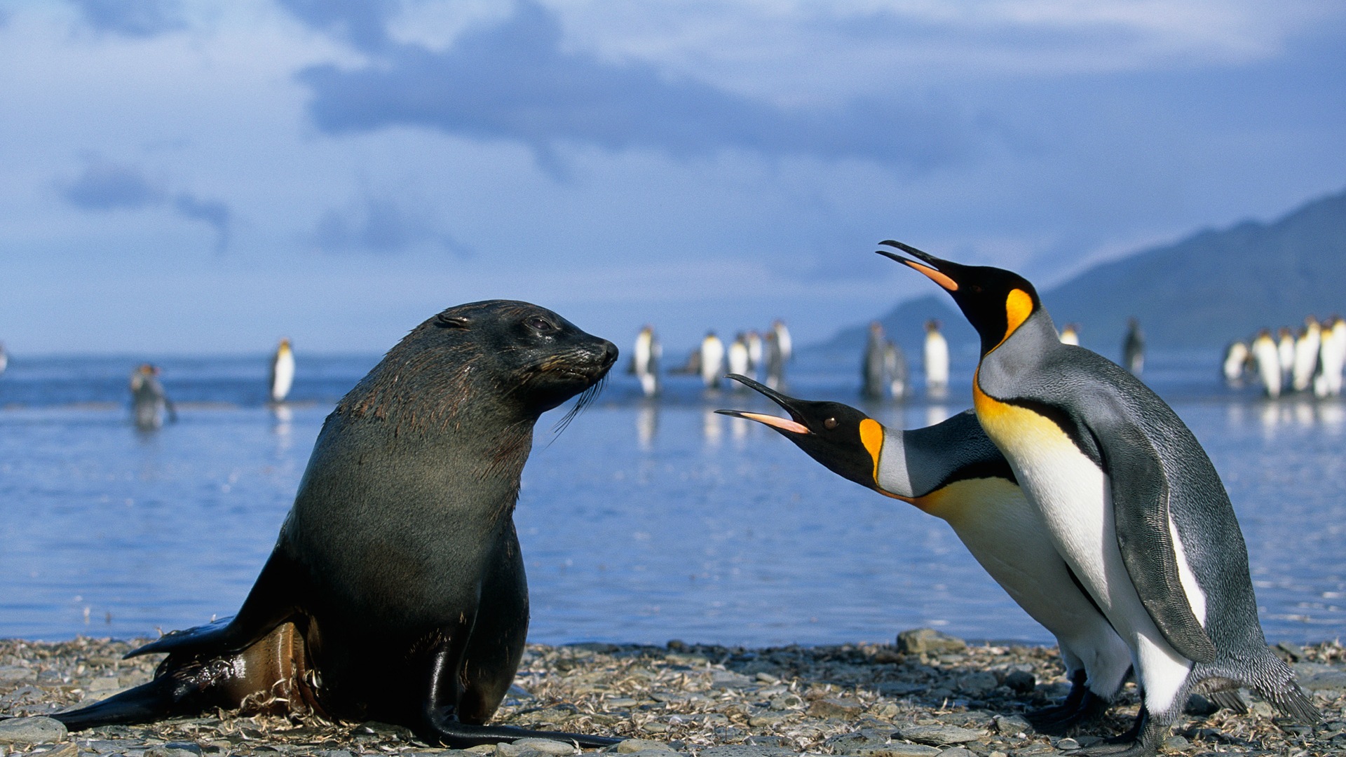 Fonds d'écran Windows 8: l'Antarctique, des paysages de neige, pingouins en Antarctique #14 - 1920x1080