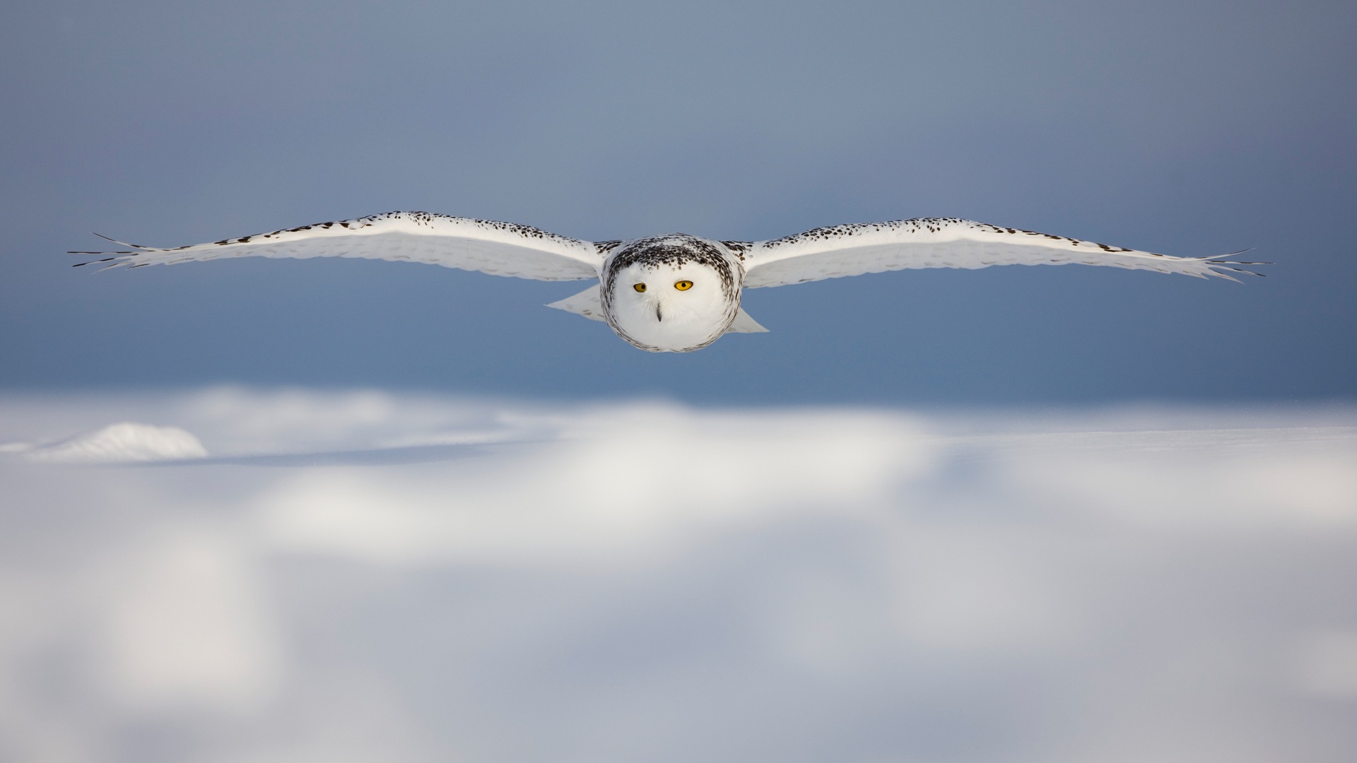 Windowsの8壁紙：北極、自然生態系の風景、北極の動物たち #12 - 1920x1080