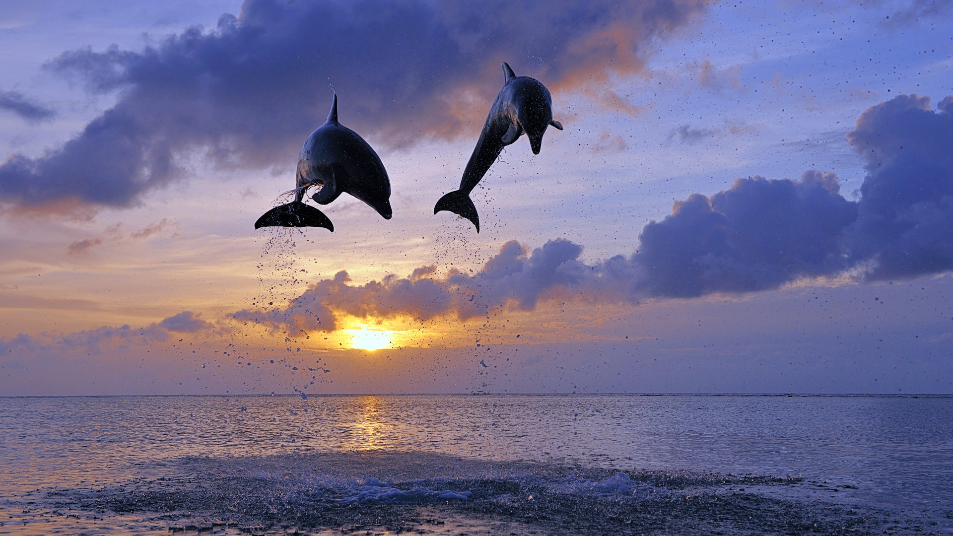 Windows 8 theme wallpaper: elegant dolphins #4 - 1920x1080