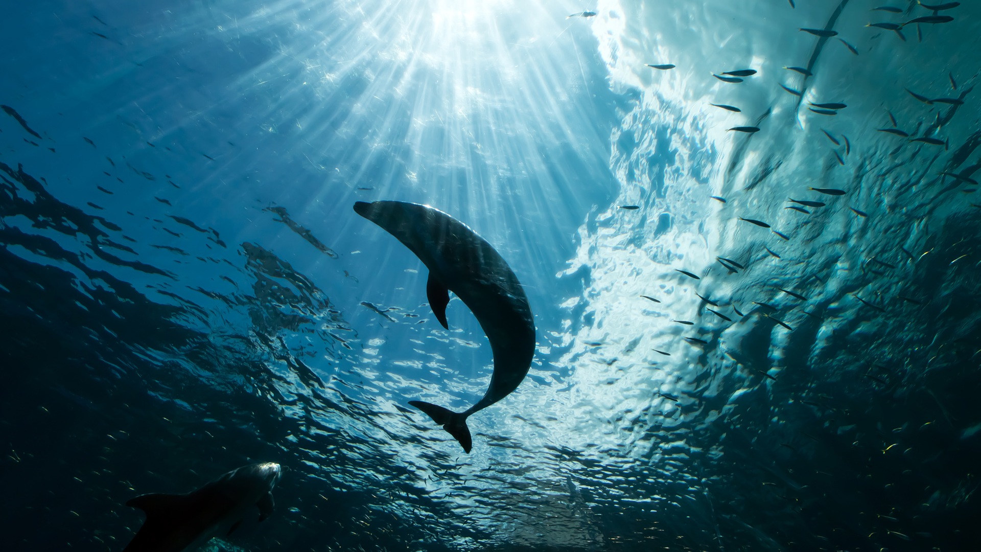 Windows 8 theme wallpaper: elegant dolphins #5 - 1920x1080