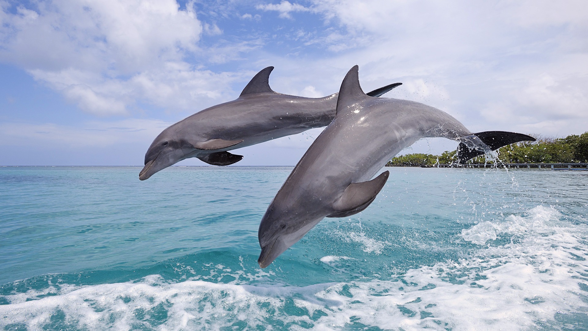 Windows 8 theme wallpaper: elegant dolphins #6 - 1920x1080