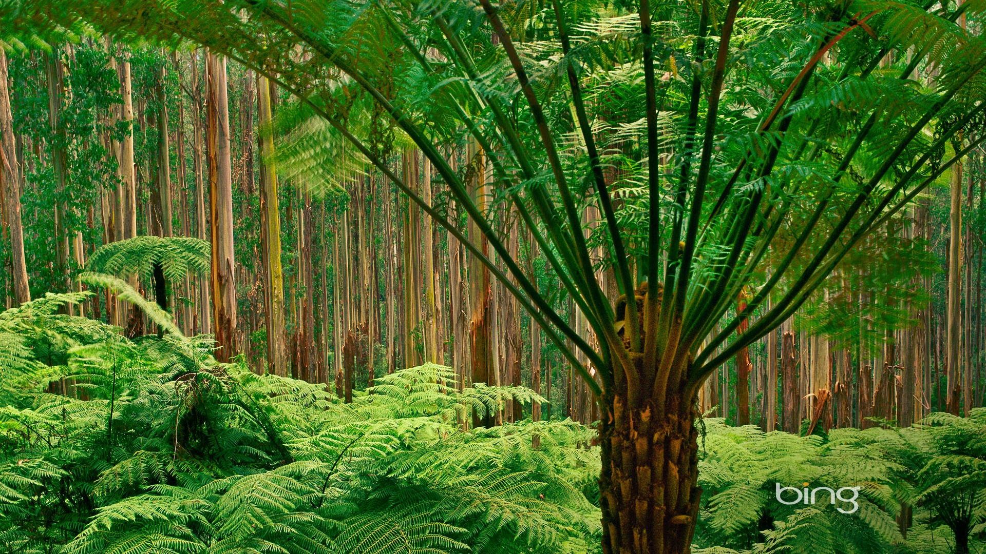 Bing Australie thème fonds d'écran HD, animaux, nature, bâtiments #2 - 1920x1080