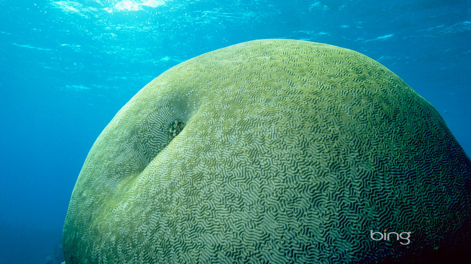 Bing Australie thème fonds d'écran HD, animaux, nature, bâtiments #4 - 1920x1080