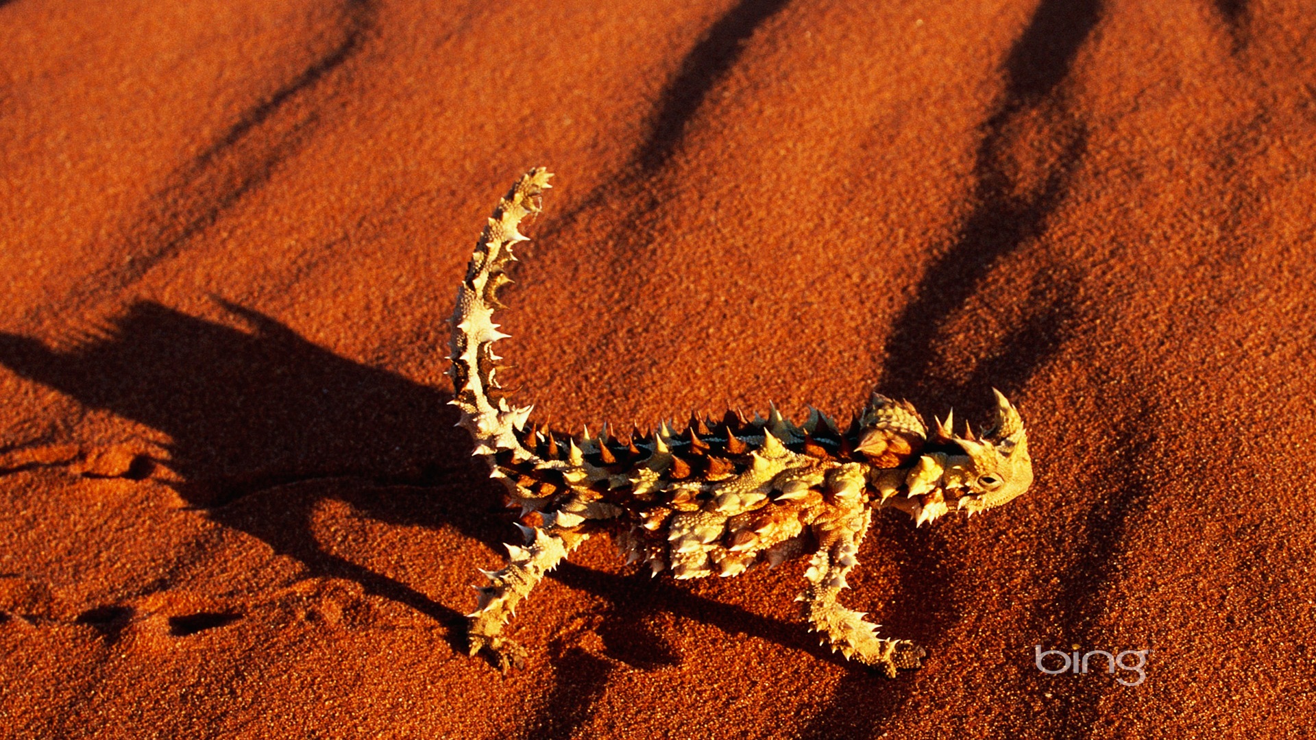 Bing Australie thème fonds d'écran HD, animaux, nature, bâtiments #7 - 1920x1080