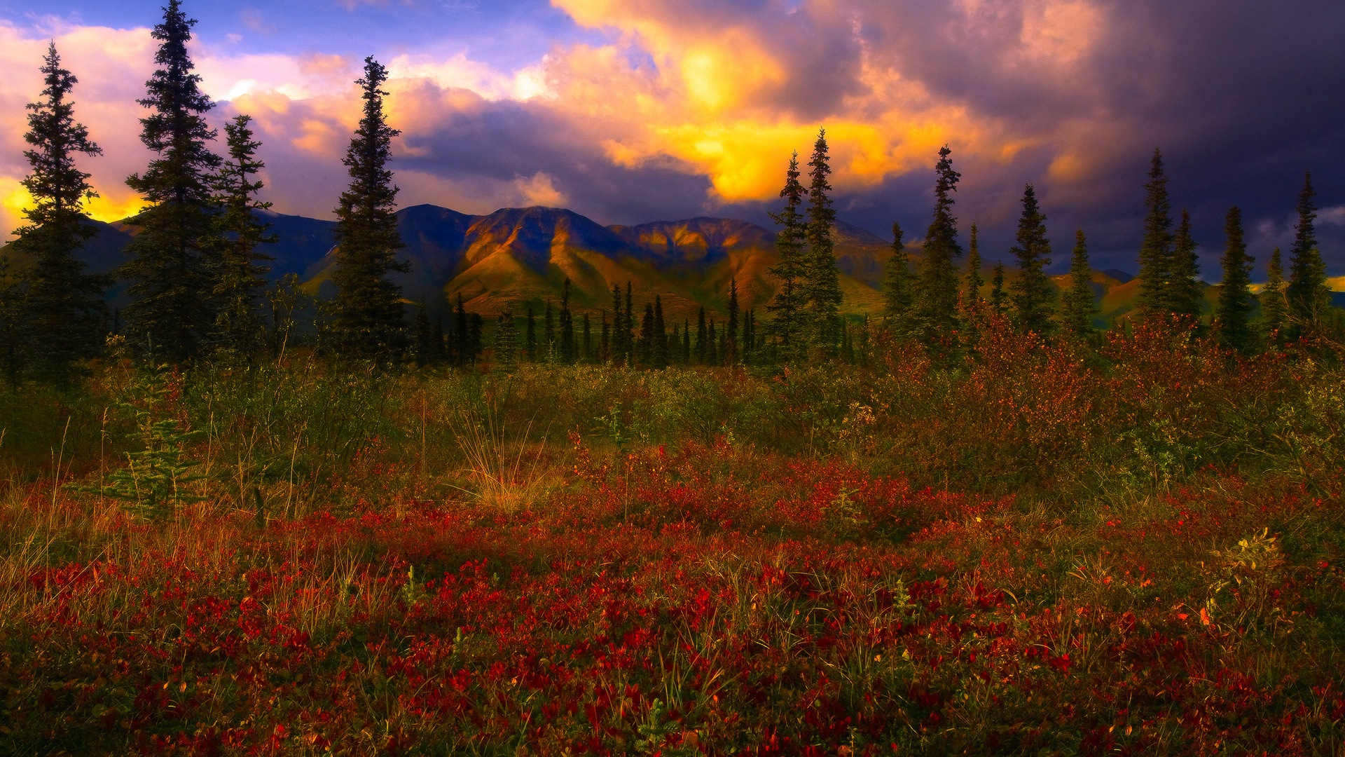 Denali National Park 迪納利國家公園 高清風景壁紙 #12 - 1920x1080