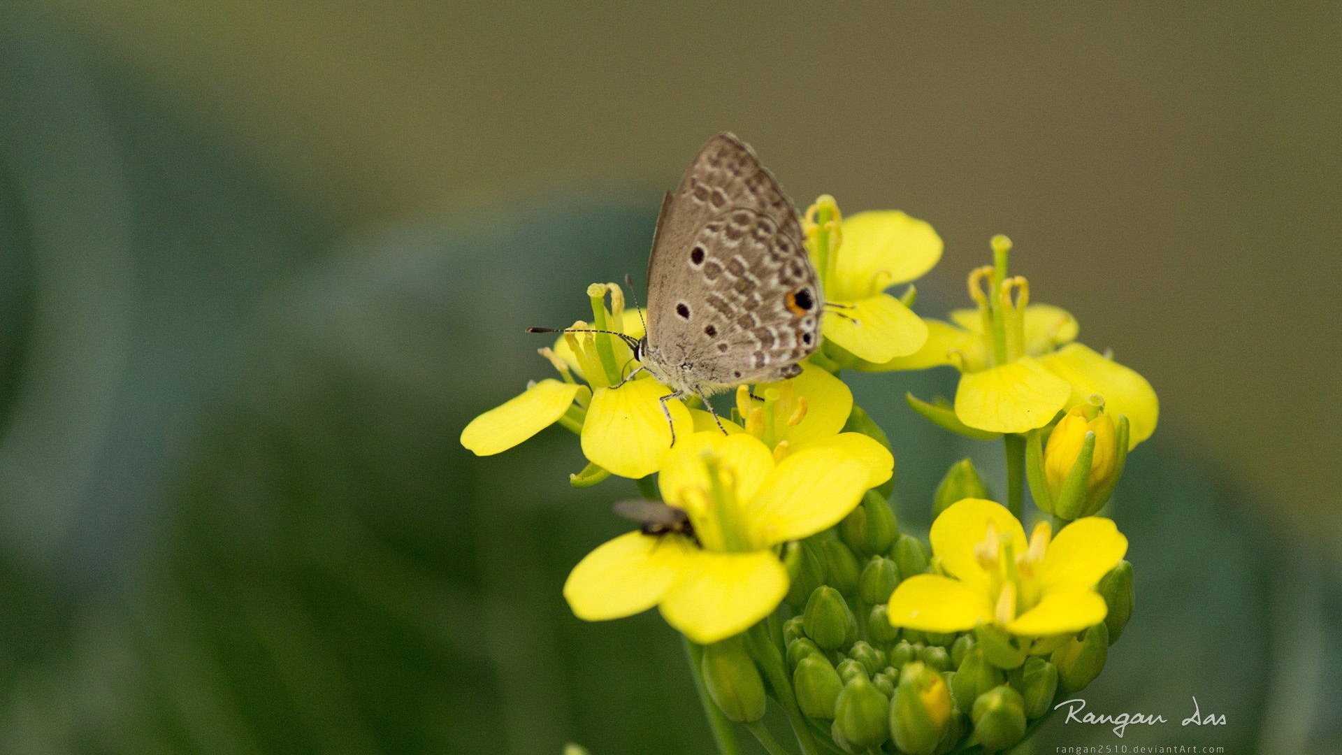 Windows 8 花鳥蝴蝶高清壁紙 #2 - 1920x1080