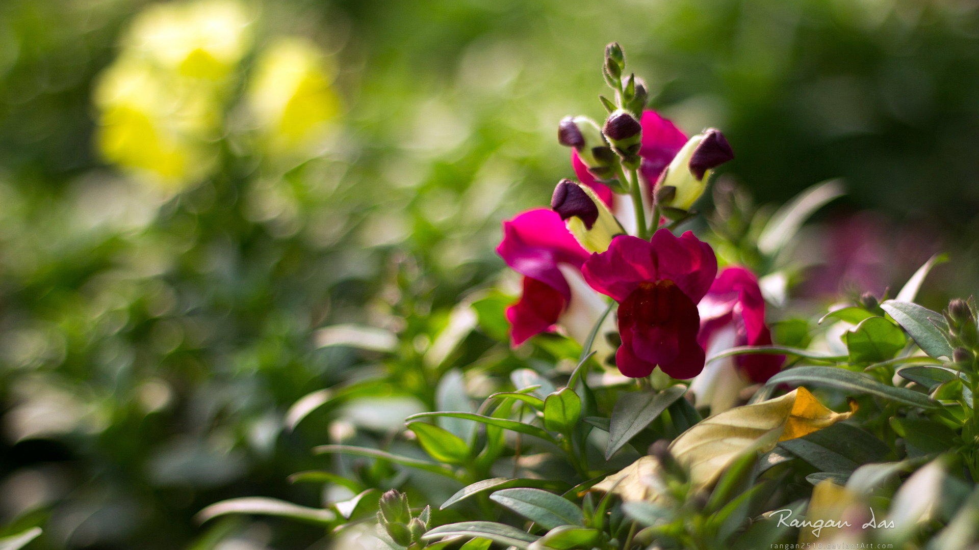 Windows 8 花鳥蝴蝶高清壁紙 #4 - 1920x1080