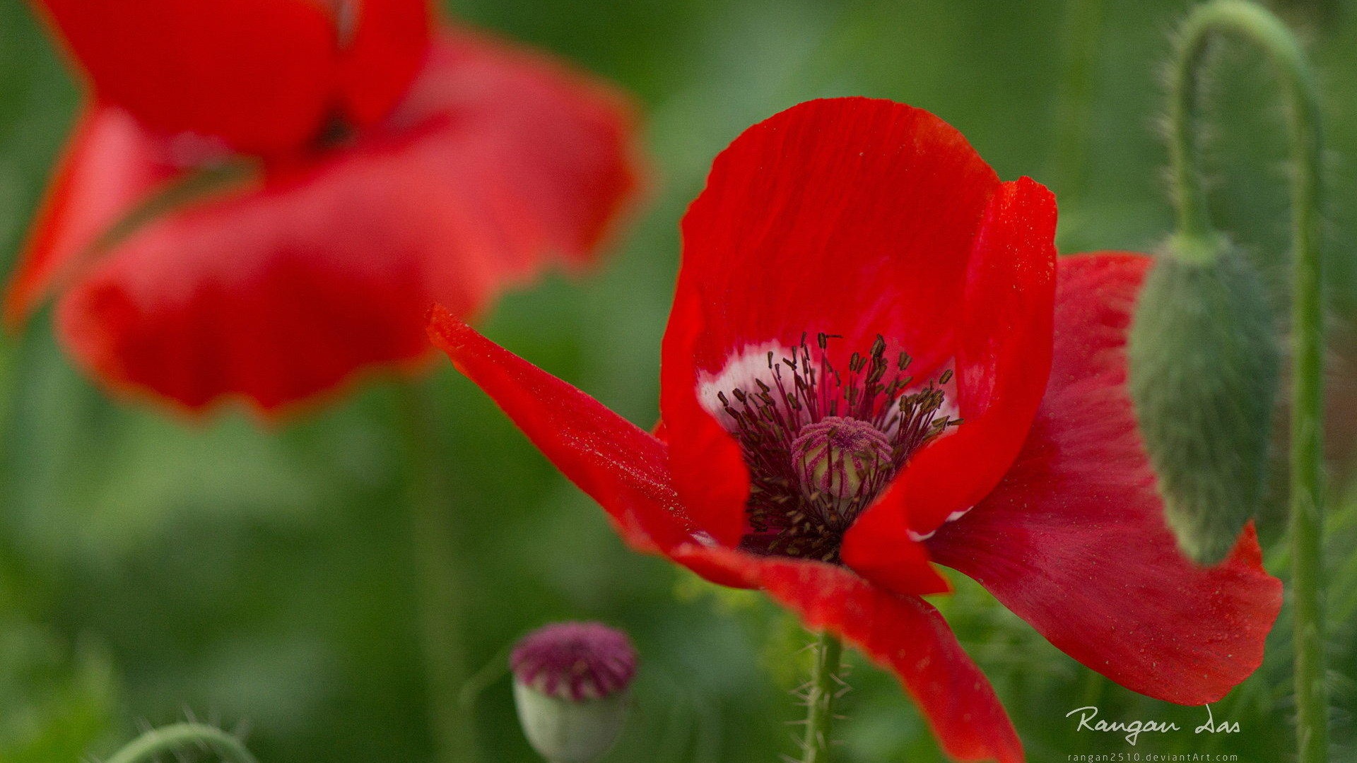 Windows 8の花、鳥、蝶HDの壁紙 #11 - 1920x1080