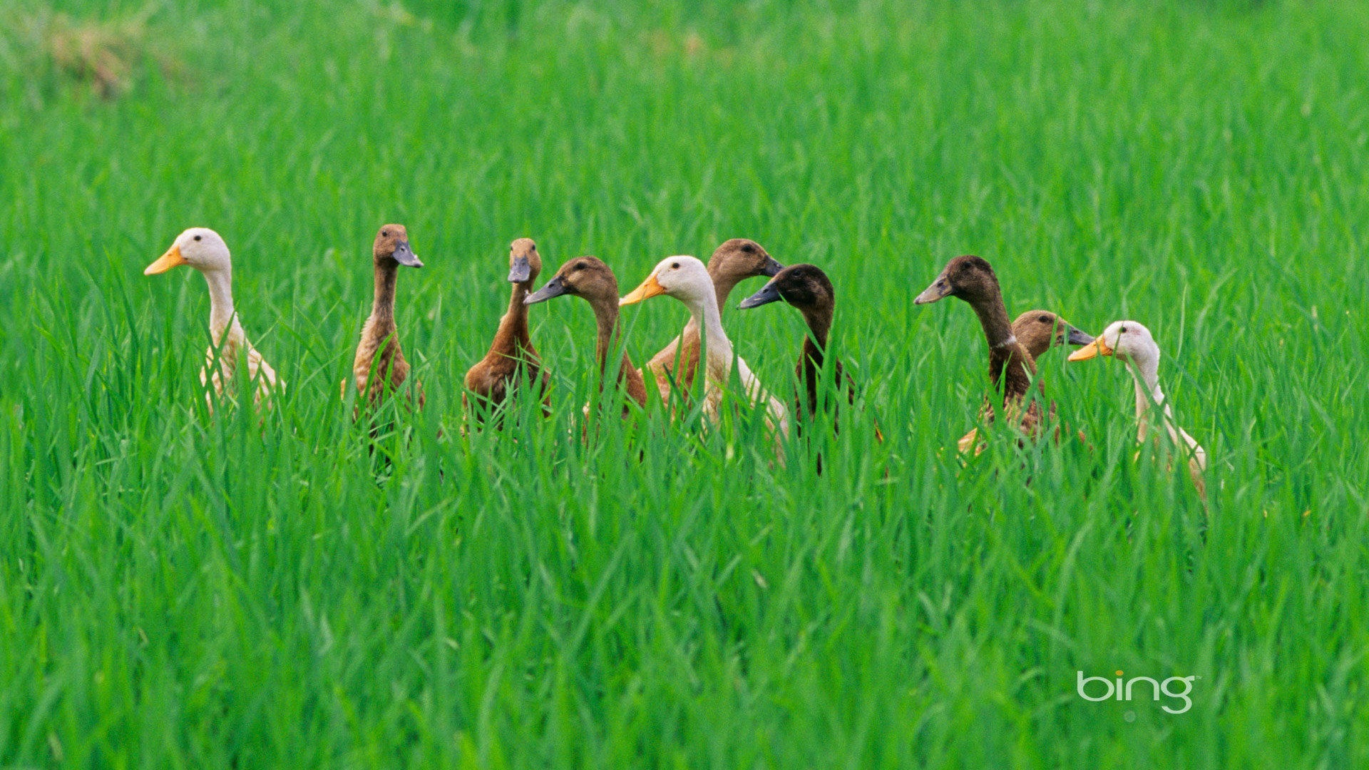 2013 Bing animaux officielles et fonds d'écran HD de paysage #30 - 1920x1080