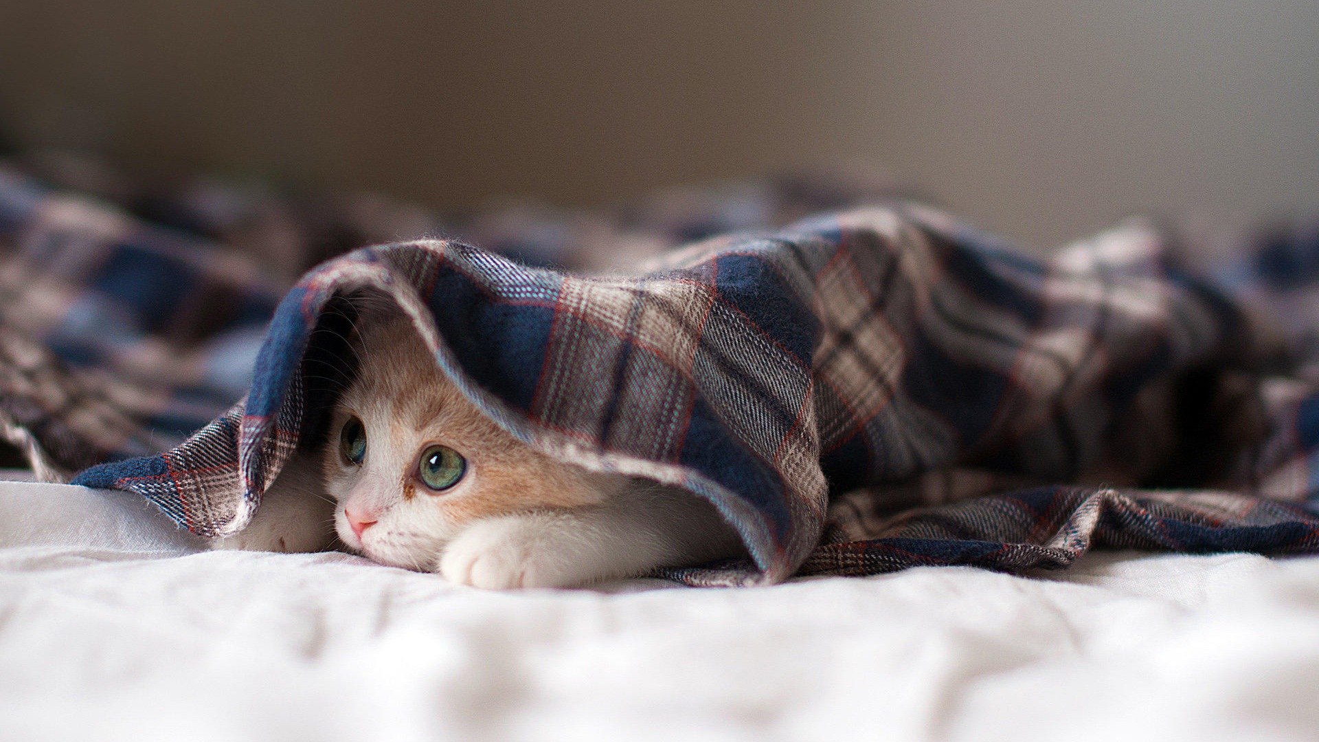 Fun funny cat HD wallpapers #3 - 1920x1080