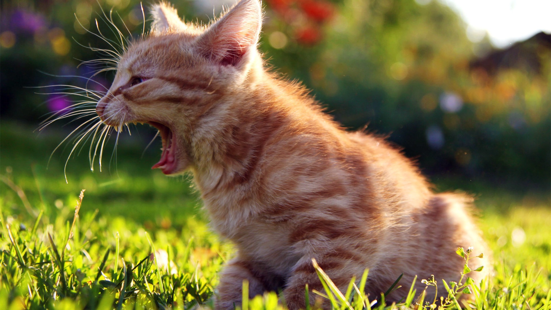 Fun funny cat HD Wallpaper #7 - 1920x1080