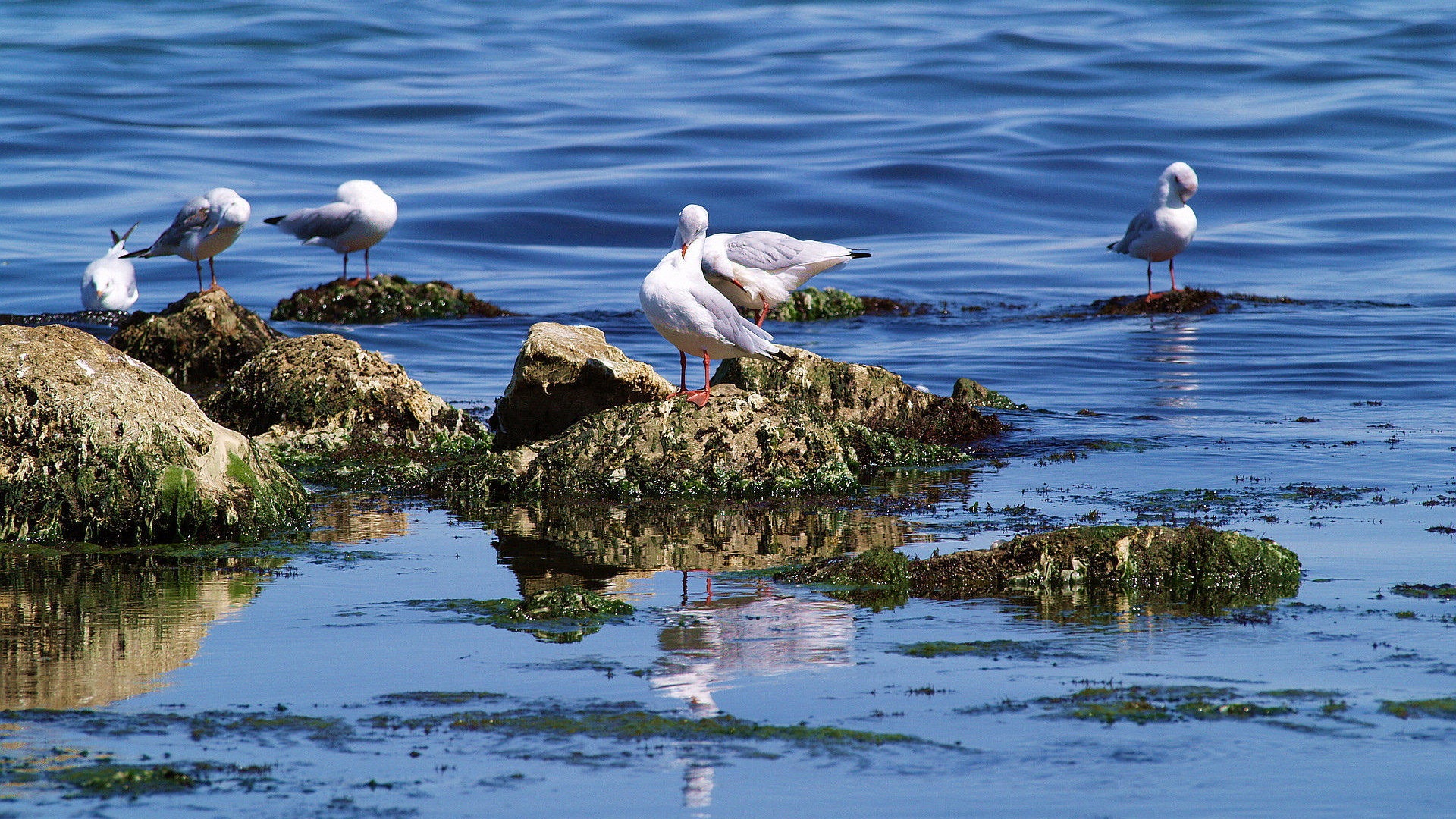 Ave marina Gaviota HD wallpapers #6 - 1920x1080