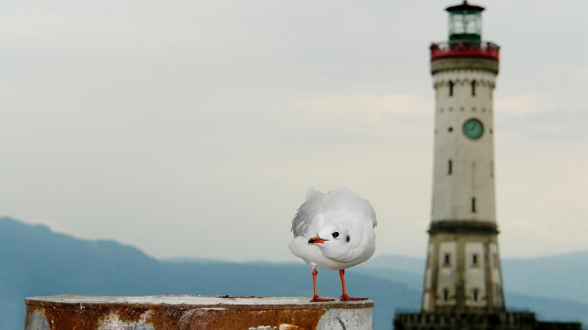 海上的鳥 海鷗高清壁紙 #10 - 1920x1080