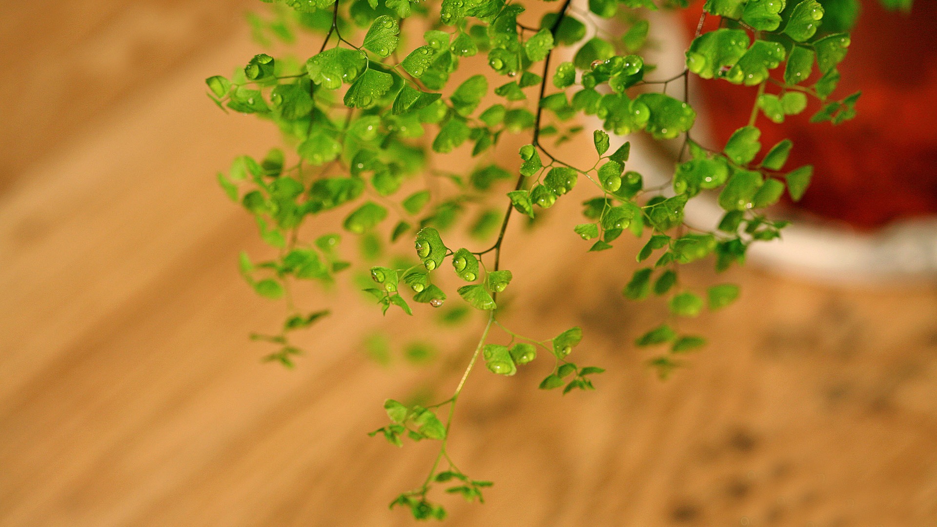 铁线蕨 绿色植物 高清壁纸7 - 1920x1080