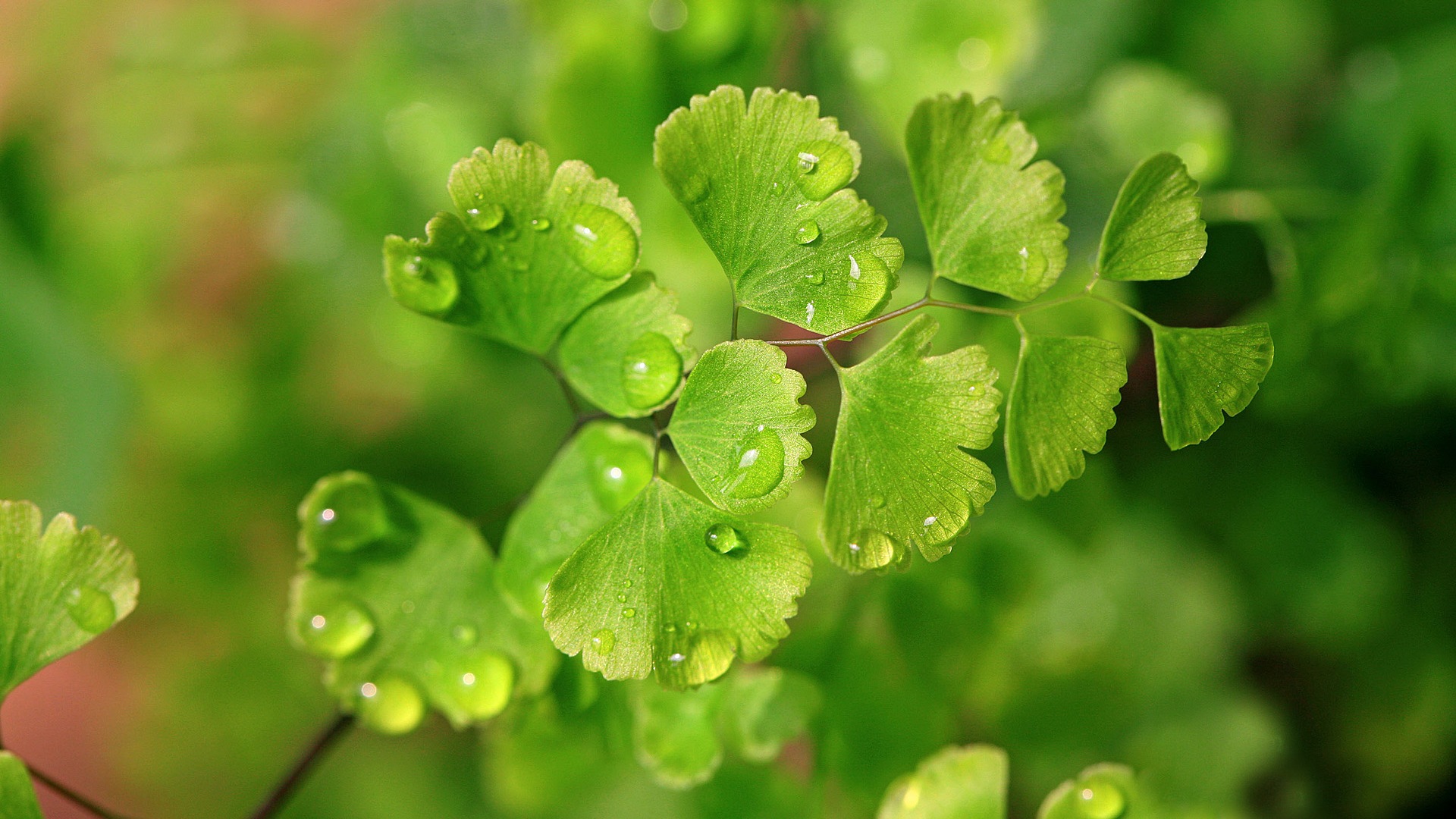 Adiantum green plants HD wallpapers #12 - 1920x1080