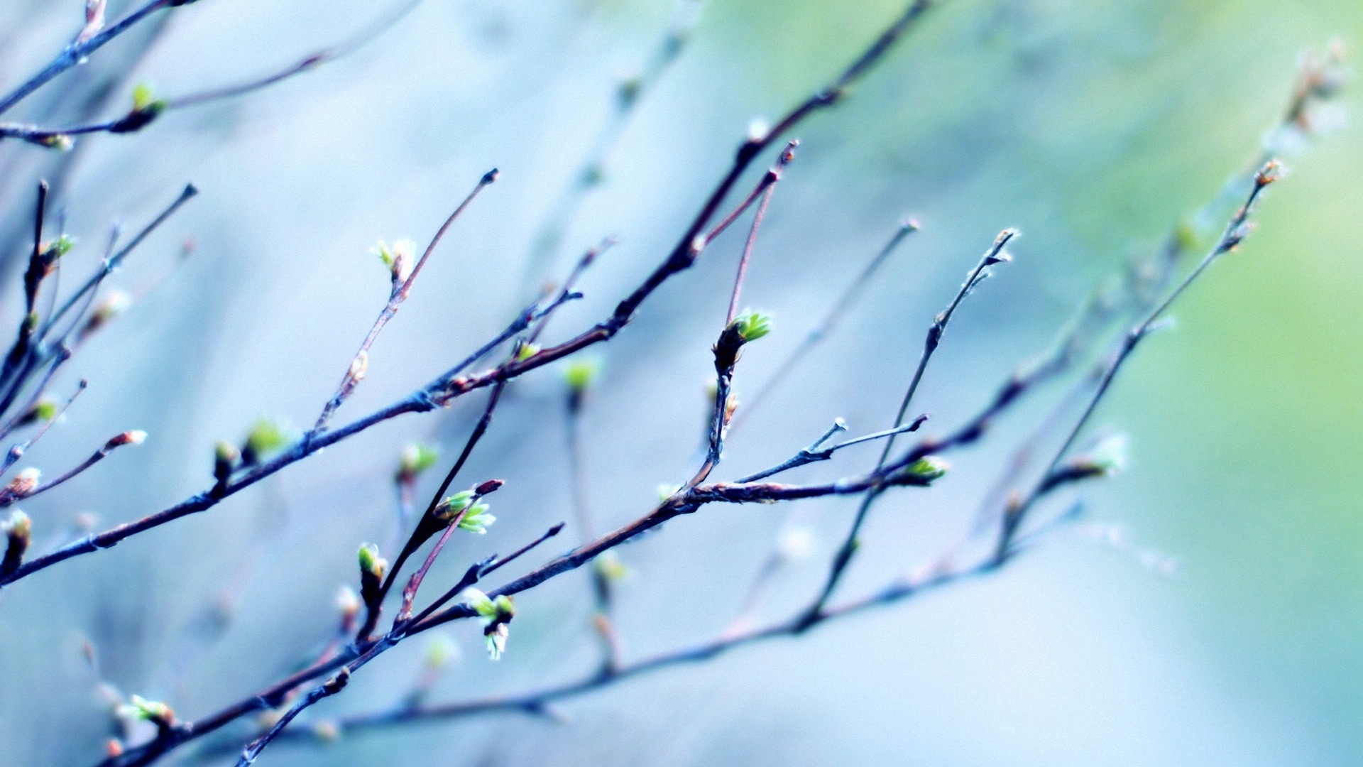 Primavera brotes en los árboles wallpapers HD #1 - 1920x1080