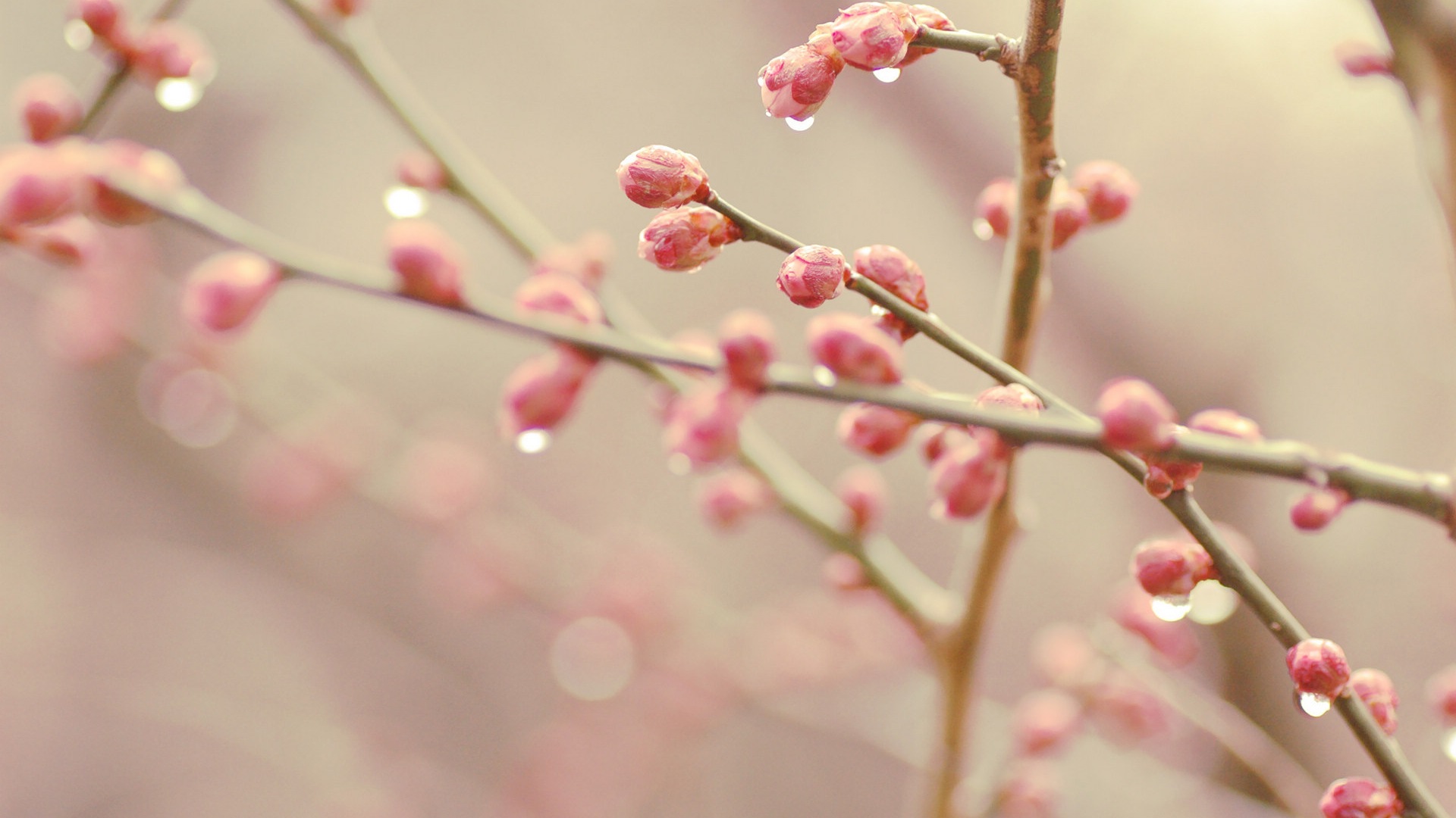 Spring buds on the trees HD wallpapers #7 - 1920x1080
