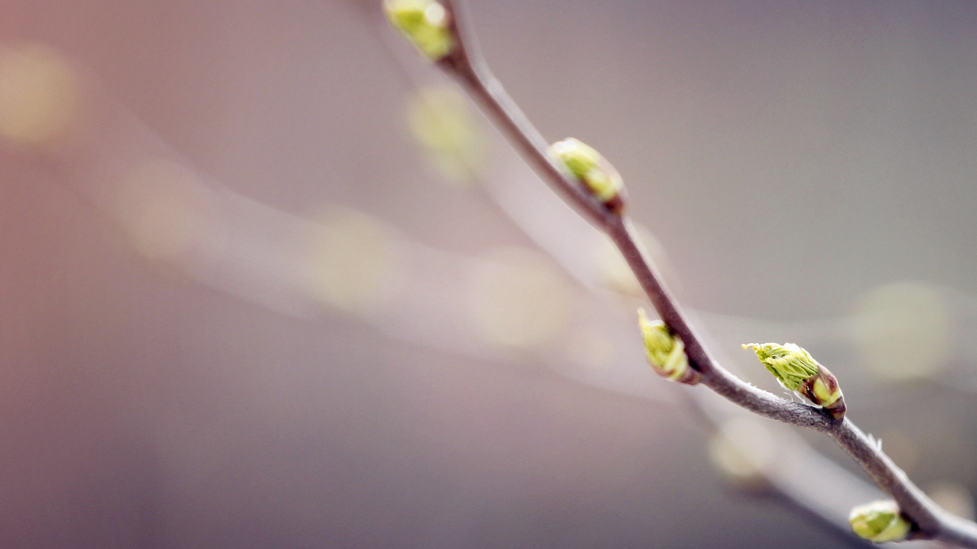 Spring buds on the trees HD wallpapers #9 - 1920x1080