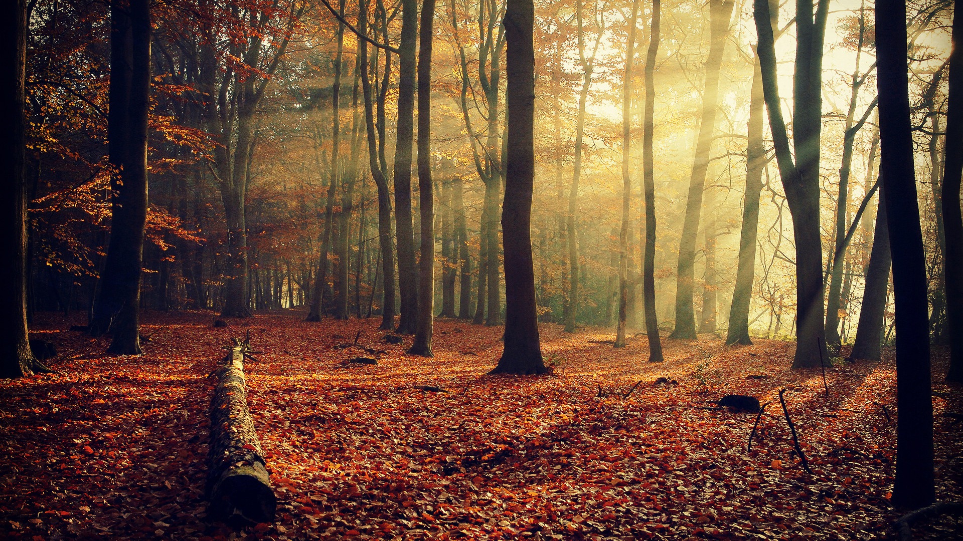 Podzimní červené listy lesních dřevin HD tapetu #10 - 1920x1080