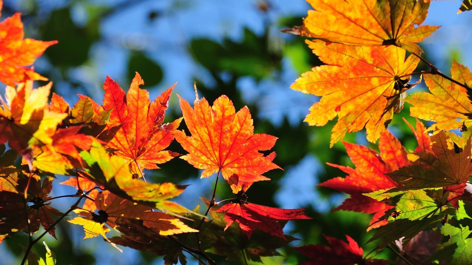 Windows 8.1 Theme HD wallpapers: beautiful autumn leaves #8 - 1920x1080