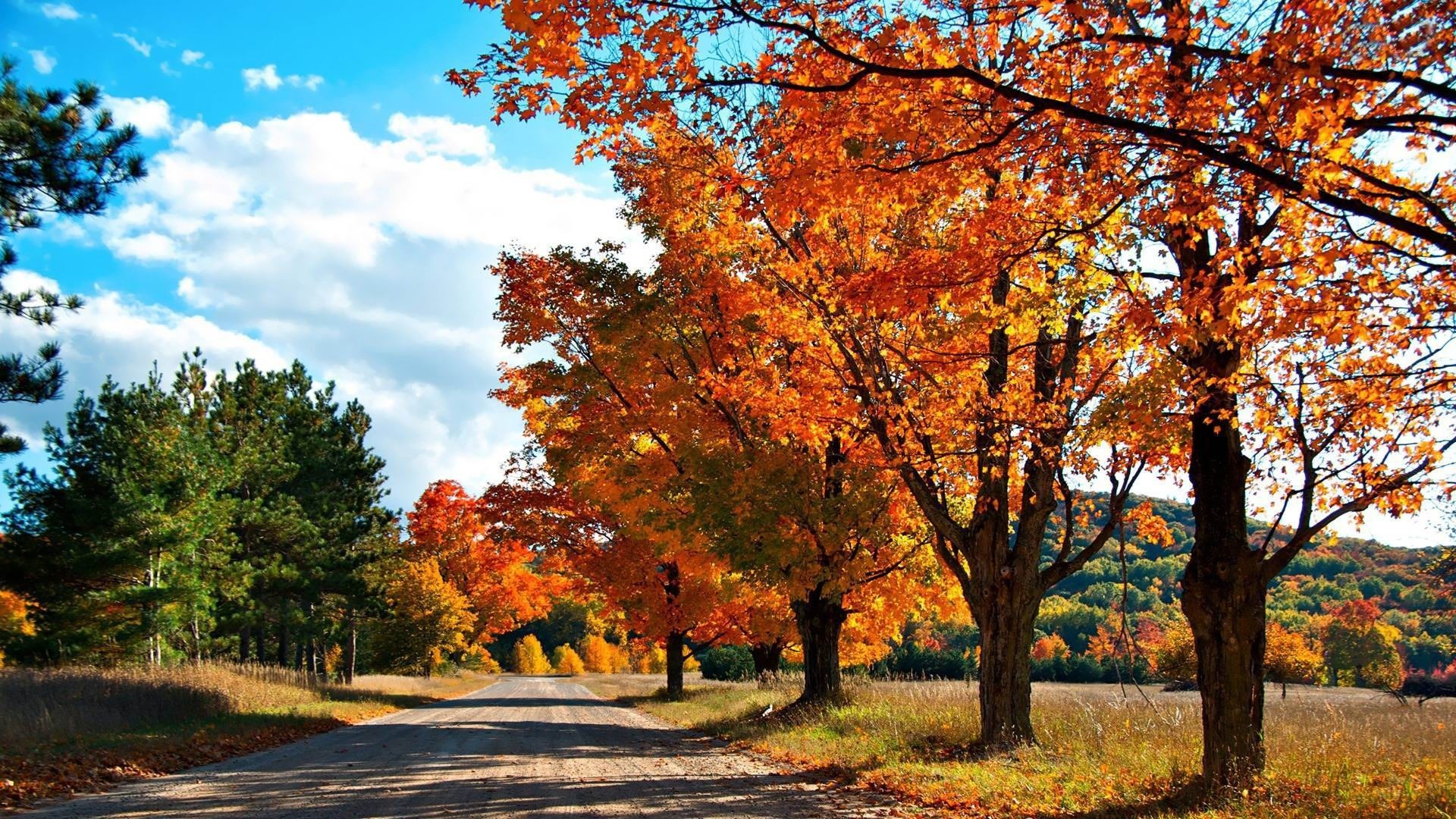 Thème de Windows 8.1 HD fonds d'écran: belles feuilles d'automne #10 - 1920x1080