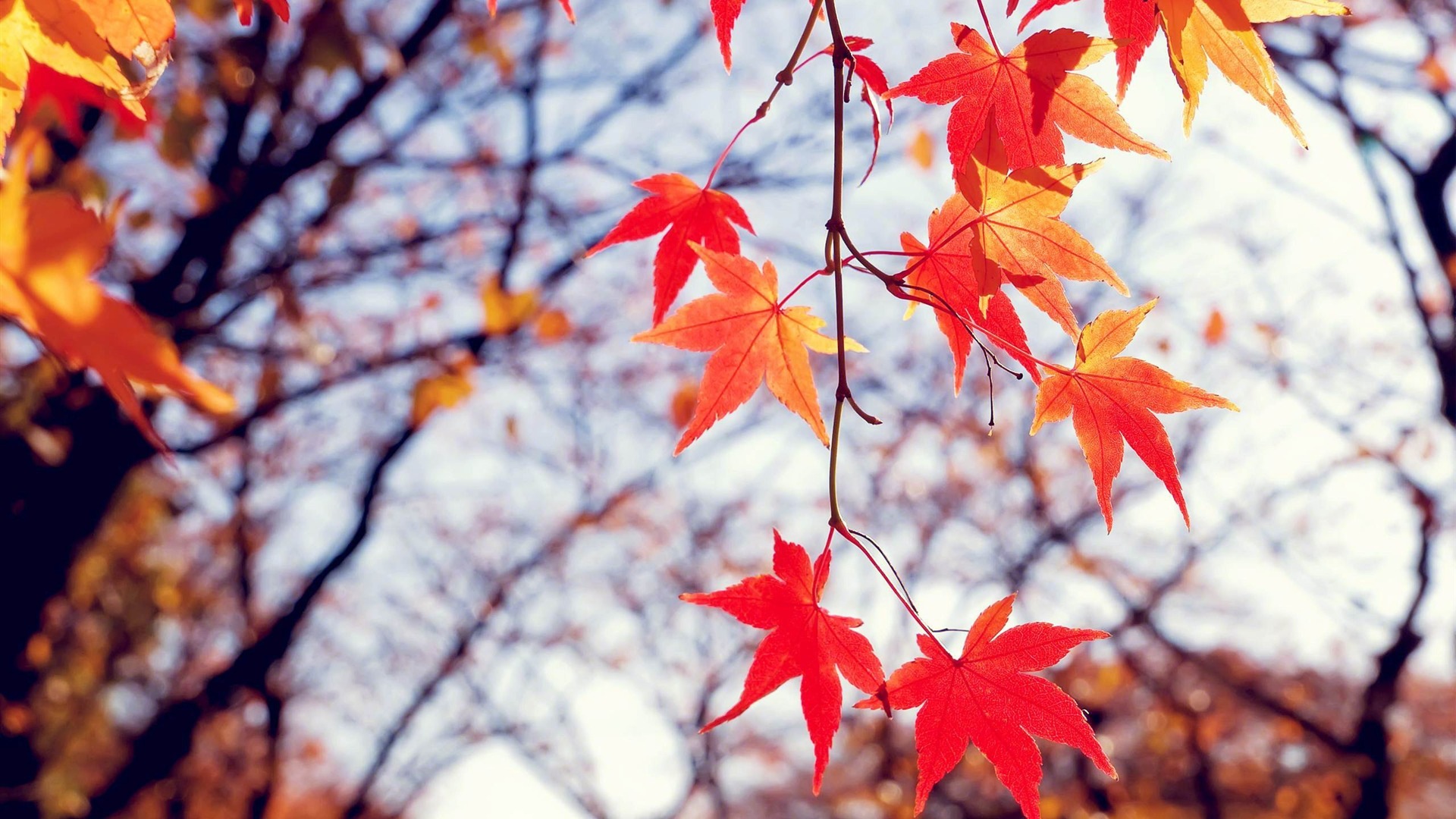Thème de Windows 8.1 HD fonds d'écran: belles feuilles d'automne #18 - 1920x1080