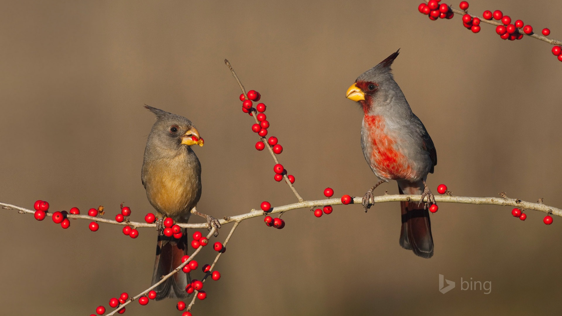 微软bing 11月份精美高清壁纸17 - 1920x1080