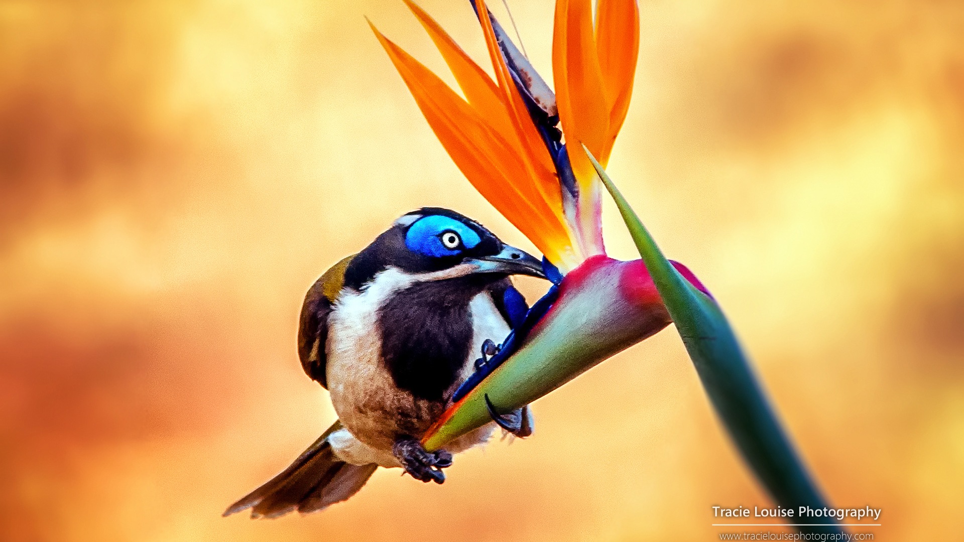 カラフルな鳥、Windowsの8テーマの壁紙 #2 - 1920x1080