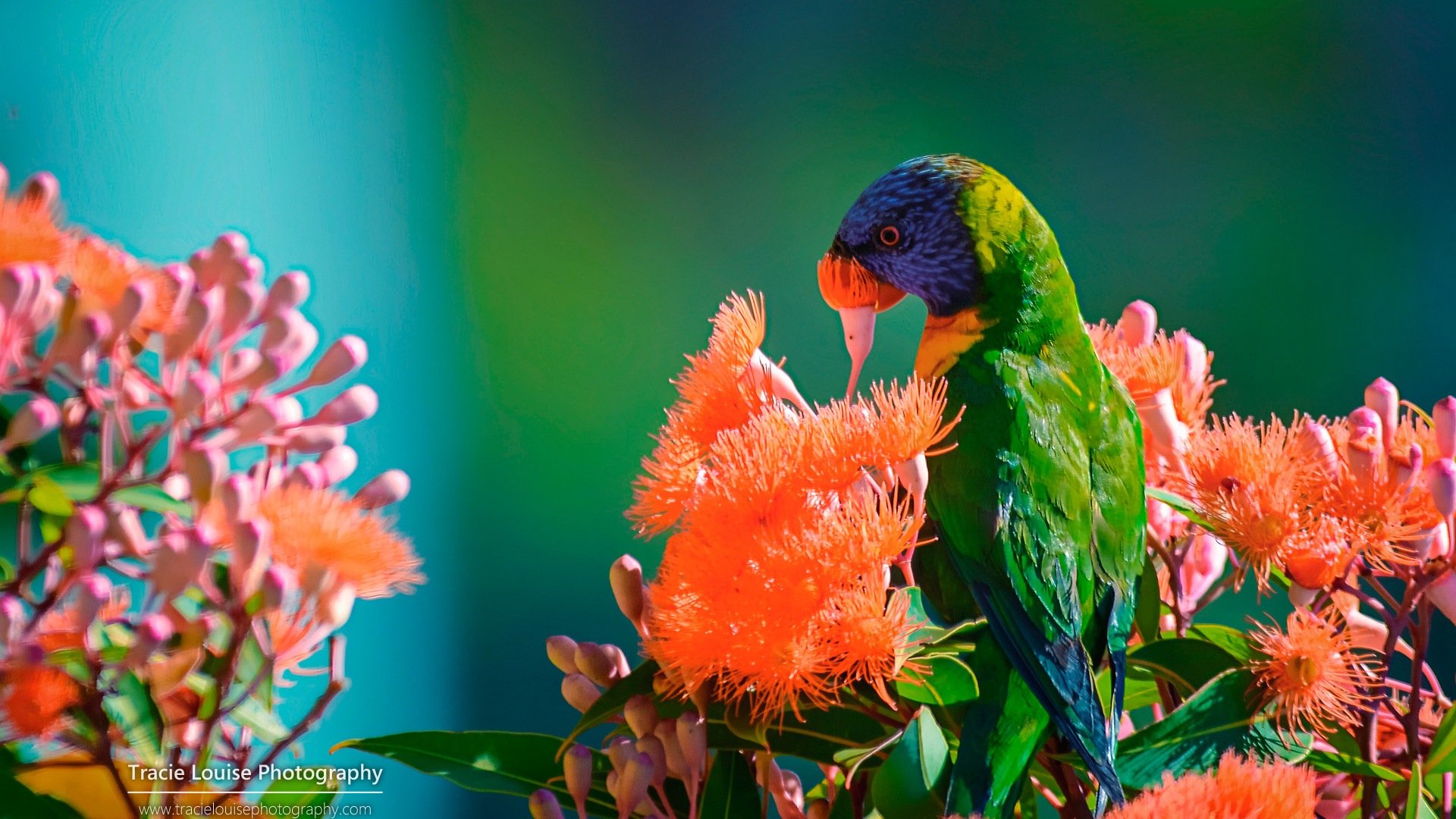 カラフルな鳥、Windowsの8テーマの壁紙 #3 - 1920x1080