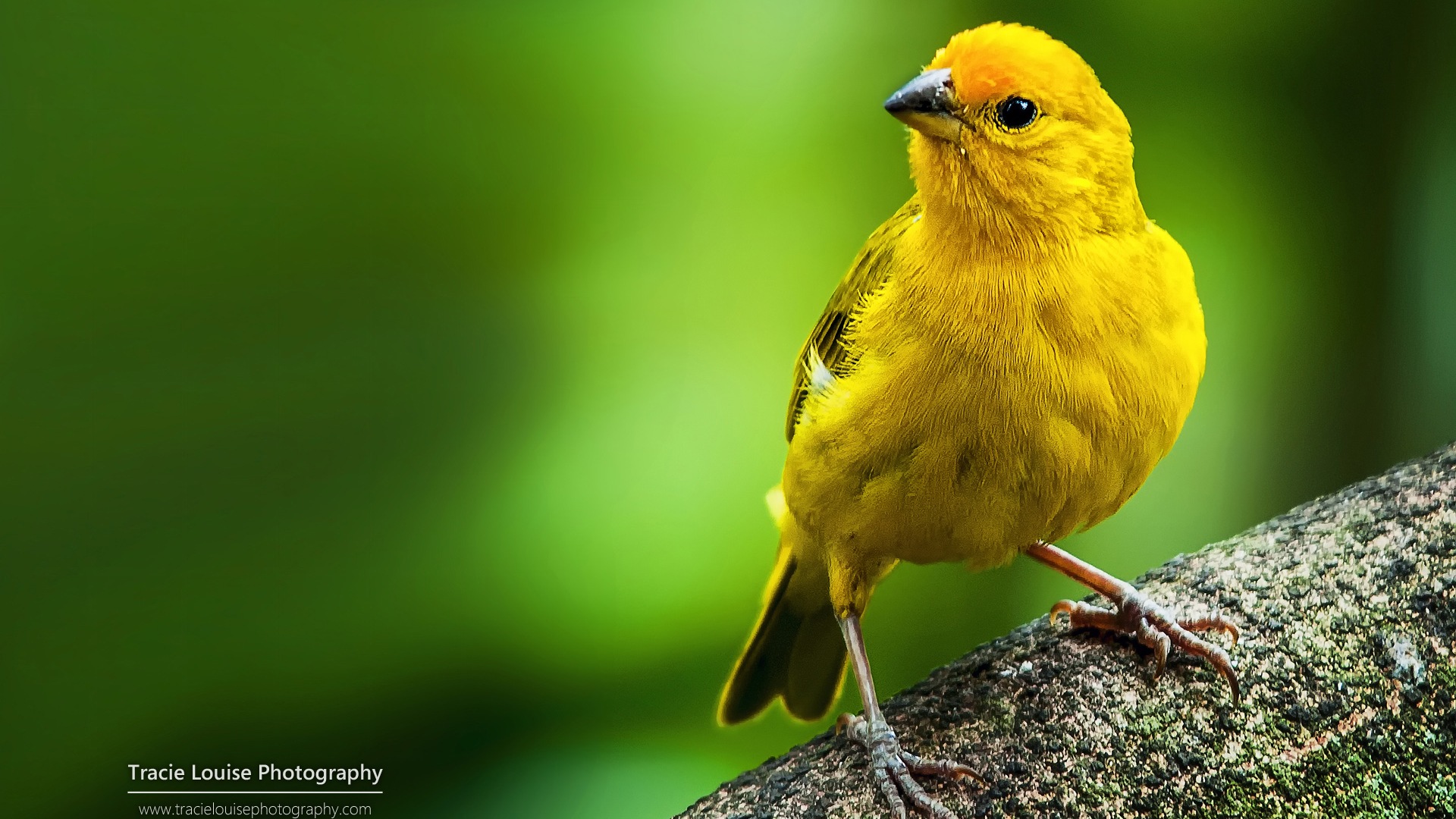 Colorful birds, Windows 8 theme wallpaper #4 - 1920x1080